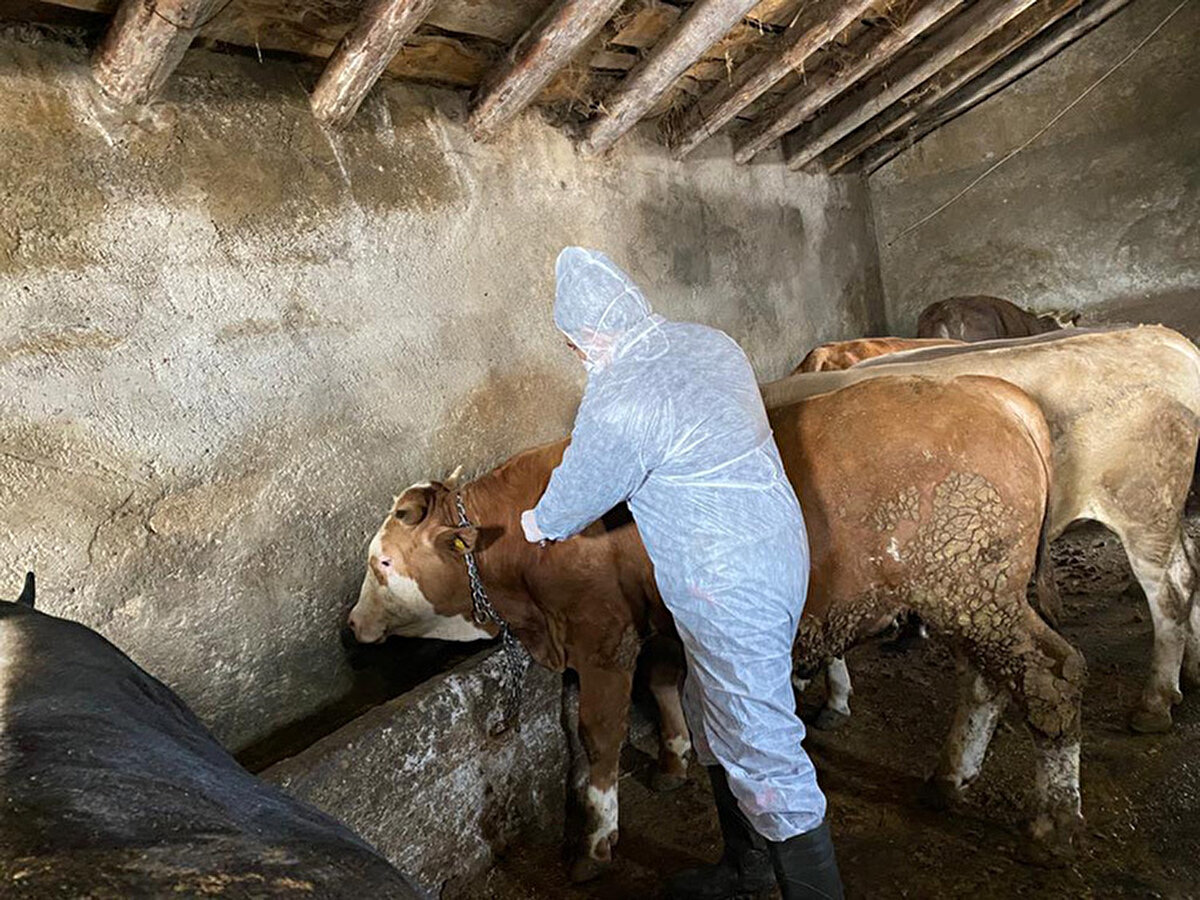 Şap hastalığı nedir, nasıl bulaşır ve belirtileri nelerdir?<br><br>Şap hastalığı; sığır, manda, koyun, keçi, domuz gibi çift tırnaklı evcil hayvanlar ile bazı yabani türleri etkileyen, oldukça bulaşıcı ve viral bir enfeksiyondur. Özellikle ekonomik açıdan önemli kayıplara neden olabilen bu hastalık, hayvanların et ve süt verimini düşürürken, ağır seyreden vakalarda tırnak kaybı, buzağı ve kuzu ölümleri gibi ciddi sonuçlar doğurabilir.<br><br>Bu hastalık, “Foot and Mouth Disease” (FMD) olarak da bilinir ve virüs kaynaklıdır. Şap virüsünün 7 farklı serotipi (alt tipi) bulunur ve her biri farklı özellikler gösterdiği için uygulanacak aşının mutlaka doğru virüs tipine uygun olması gerekir.