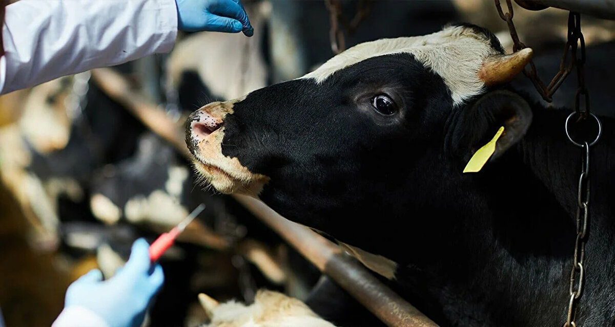 Şap hastalığına karşı nasıl önlem alınır?<br><br>Hastalığın en etkili şekilde önlenmesi, hayvanların düzenli olarak aşılanmasıdır. Özellikle salgın yaşanmadan önce yapılacak aşılama programları, hastalığın yayılmasını büyük ölçüde engeller. Ayrıca, ahır ve barınaklarda hijyen kurallarına dikkat edilmesi, yeni hayvanların karantina sürecinden geçirilmesi ve hastalık tespit edilen bölgelerde hayvan hareketliliğinin kısıtlanması da alınacak önemli tedbirler arasındadır.