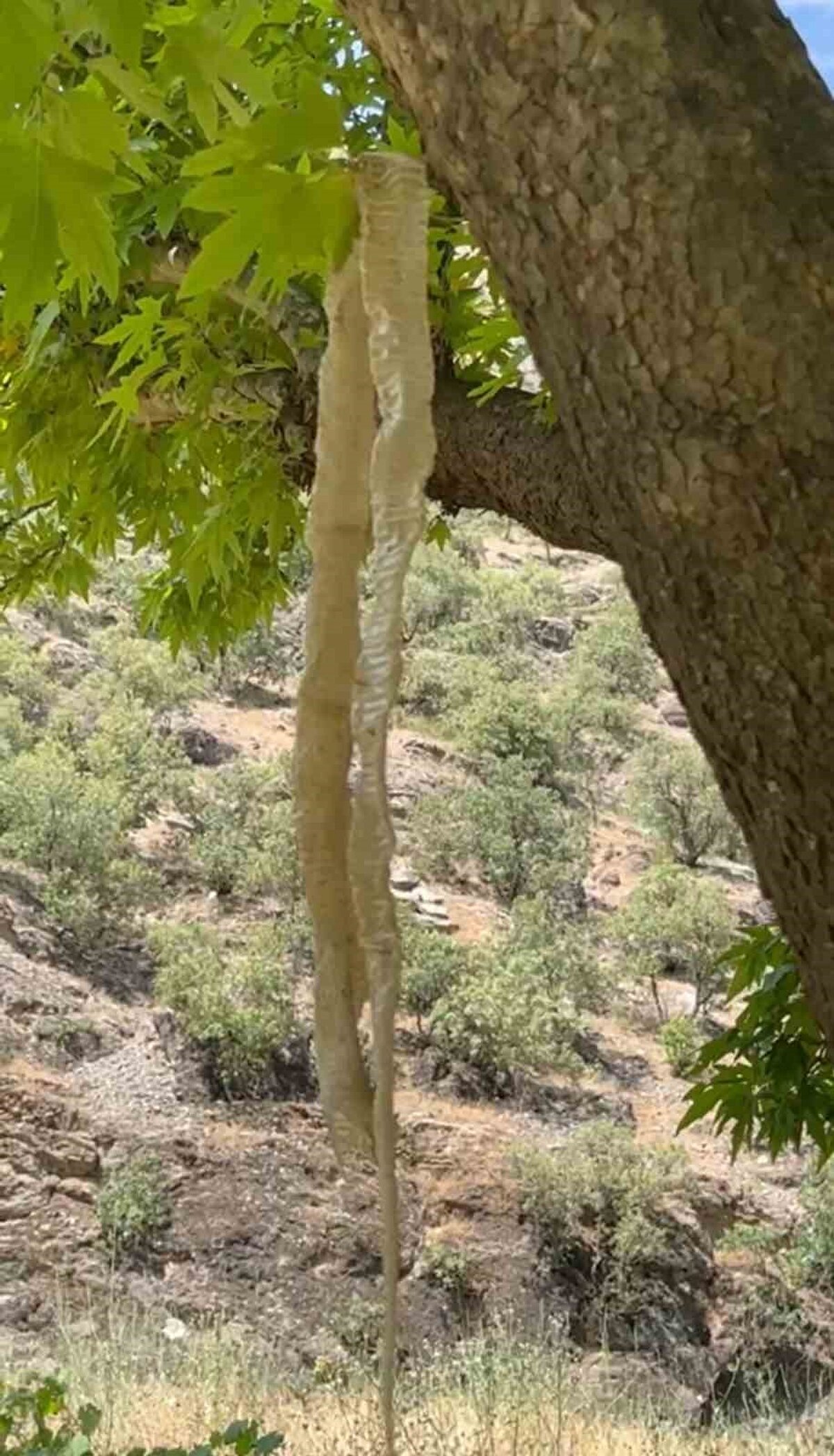 Bulduğu derinin, bölgedeki yaban hayatının çeşitliliğine ve ekosistemin canlılığına dair önemli bir işaret olduğunu vurgulayan Bartın, derinin uzunluğu ve yapısının uzmanların da dikkatini çekecek nitelikte olduğunu belirtti. Bartın, "Doğanın her köşesi bir sır, her detayı ise hayranlık uyandıracak kadar özel. Bu deriyle karşılaşmak, doğanın bizlere ne kadar güçlü mesajlar verdiğini bir kez daha gösterdi" dedi.