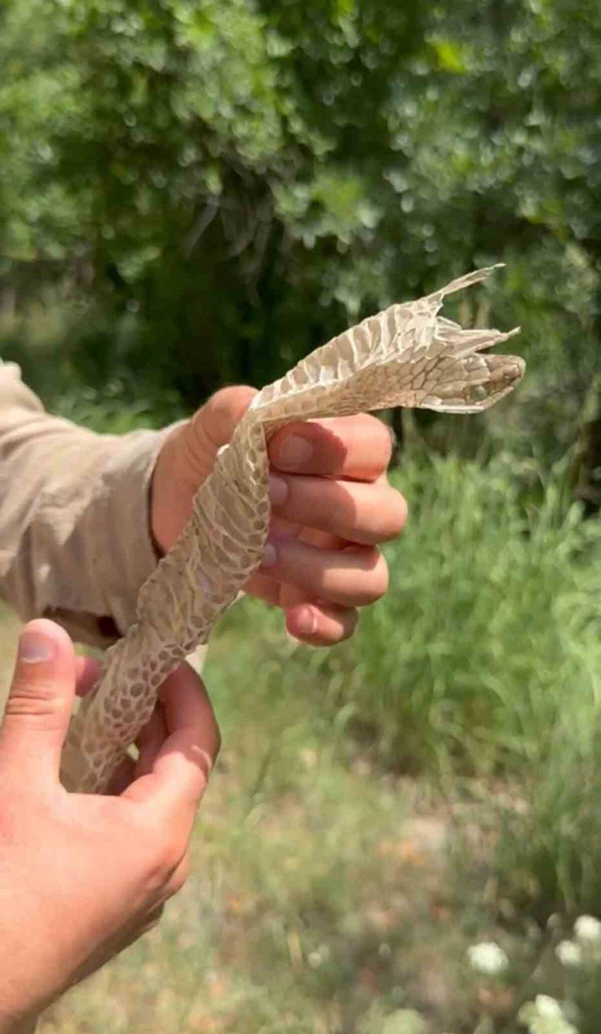 Doğaya olan tutkusu ve gözlem yeteneğiyle tanınan Bartın, tamamen bozulmamış, Türkiye’nin en zehirli yılan türlerinden birine ait olduğu tahmin edilen bir yılan derisiyle karşılaştı. Bartın’ın bu keşfi, bölgedeki yaban hayatının çeşitliliğine dikkat çekti.