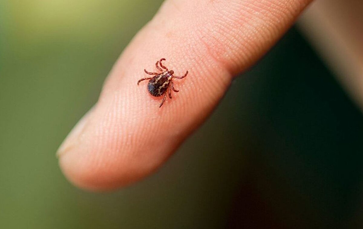 KKKA ile grip arasındaki fark nasıl anlaşılır?<br><br>NTV'ye konuşan Enfeksiyon Hastalıkları Uzmanı Prof. Dr. Sıla Akhan, KKKA ve grip arasındaki farkları şöyle açıklıyor:<br><br>“Gripte mutlaka öksürük ve hapşırık görülürken, KKKA’da bu belirtiler genellikle yoktur. KKKA, vücuttaki kan hücrelerini düşürerek kanamaya yol açar. Ateş, kas ağrısı, halsizlik gibi ortak semptomlar olsa da, KKKA'da burun kanaması, diş eti kanaması gibi ciddi bulgular gelişebilir. Bu nedenle ateşi olan herkesin vakit kaybetmeden doktora başvurması gerekir.”