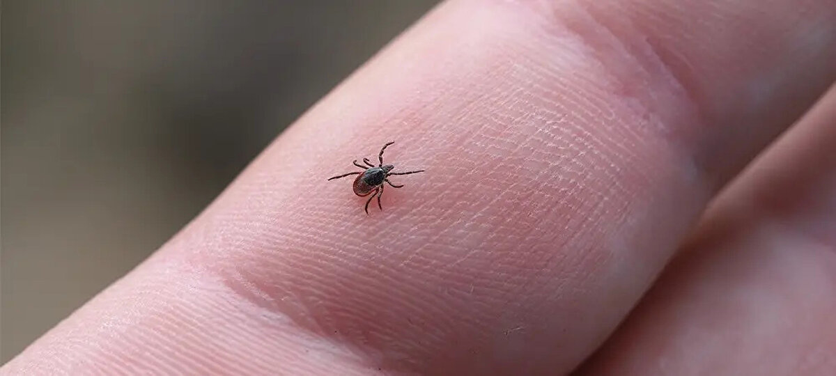 Yaz mevsimiyle birlikte artan kene vakaları ve KKKA riski, grip ve alerji gibi hastalıklarla karıştırıldığında hayati sonuçlar doğurabiliyor. KKKA belirtilerini iyi tanımak, erken teşhis ve doğru müdahale ile hastalıktan kurtulmak mümkün. Özellikle yüksek riskli illerde yaşayanların kene konusunda daha dikkatli olması ve korunma tedbirlerine uyması büyük önem taşıyor.