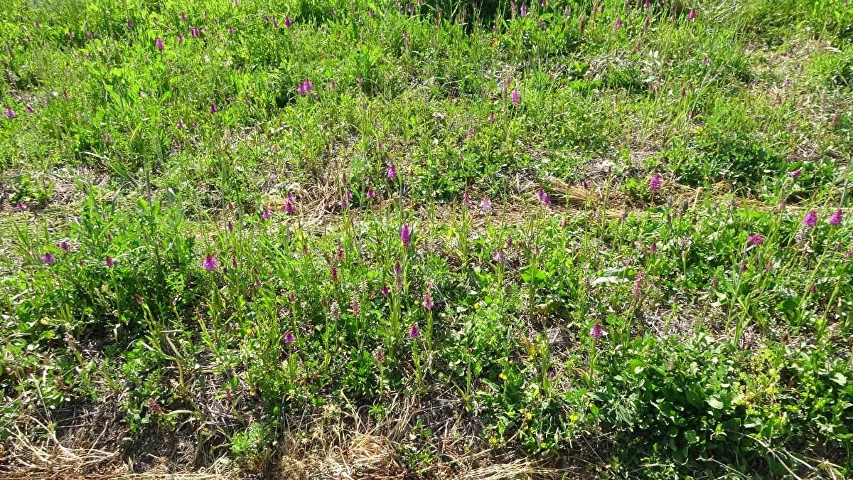 "Salep, makine hasadına pek uygun yapıda değil"<br><br>Salebi çoğaltma yaparak yetiştirdiklerini söyleyen Doğdu, "Bu da en az 1’e 2 verimle mümkün olabilecek bir bitki. Salep bitkisi humuslu, organik açıdan zengin toprakları nem açısından da yeterliliği olan biraz alkalik yani kireçli toprakları seviyor. Salep orkideleri gecelerin soğumaya başlamasıyla birlikte ki bu genel olarak Ağustos sonu ya da Eylül başına tekabül ediyor, sürgün vermeye başlıyor ve bu salebin artık dikilme zamanının geldiğini gösteriyor. Kışı toprak altında geçiriyor ve yaklaşık olarak yılın 9-10 ayını toprak altında geçiriyor. Bitki tam çiçeklenmeye geldiğinde hassas zamanı gelmiş demektir. Mayıs ortalarından başlayarak Haziran sonuna kadar hasatları devam ediyor. Bu yüzden ideal hasat zamanını tür bazında gözetlemek ve takip etmek gerekiyor. Dikimde olduğu gibi salebin hasadı da yine elle yapılıyor çünkü makine hasadına pek uygun yapıda değil, hassas bir ürün çünkü, zedelenme durumlarında bitki de yaralar açıldığında bitkinin tohumluk olarak kullanılacaksa çürümesine, embriyonun zarar görmesine, bitkinin yumrularının ölmesine sebep oluyor. Bu riski alamadığımız için mecburen yine aynı şekilde dikimde olduğu gibi elde hasat etmemiz gerekiyor. İşçiliği bu yüzden biraz meşakkatli. Bu konuda eğitimli işçileri bulmak da zor. Şu anki çabamız, salebin yaygınlaştırılıp bu konuda insanları hasat konusunda ve dikim konusunda bilgilendirerek, işçilik bazında insanlara bir gelir kapısı daha açabilmek. İnşallah bunu da başardığımızda sorunsuz bir üretimle kapasitemizi hızla arttırabilecek duruma geleceğiz" şeklinde konuştu.