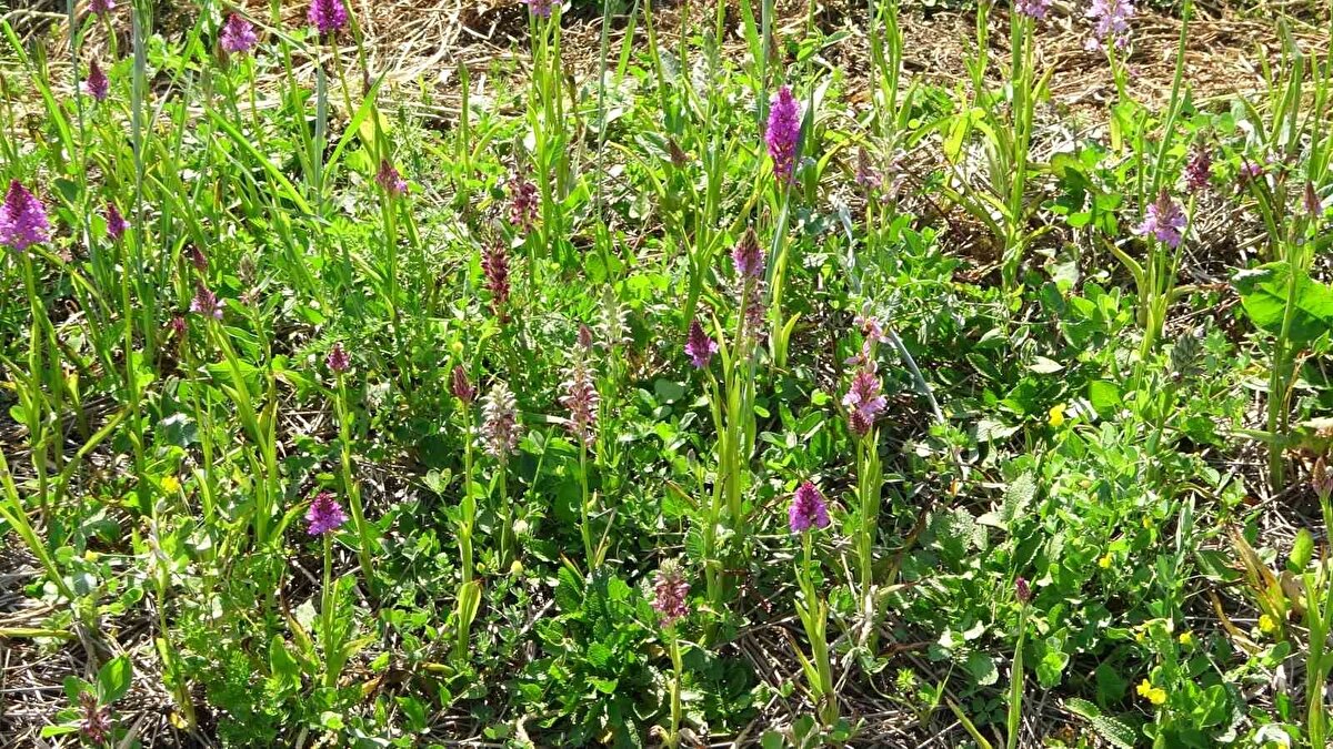 "Kastamonu’da yıllık 150 ton salep, Osmanlı sarayına gönderiliyordu"<br><br>Kastamonu’nun merkez ilçesine bağlı Kayı köyünde salep yetiştiriciliği yapan Ziraat Mühendisi Ferdi Doğdu, "Salep orkideleri, özellikle Kastamonu içerisinde 25’ten fazla türe sahip endemik güzel bir bitkidir. Geçmişi Osmanlı tarihine kadar dayanan bir bitkidir. O zamanlardan da salebin tüketimi mevcuttur. Kastamonu vilayetinden yıllık yaklaşık olarak 150 ton civarında salebin Osmanlı sarayına gönderildiğini biliyoruz. Böylesine tüketimi yoğun olan ve önemli olan bir bitkinin artık günümüz şartlarında nüfusun da artmasıyla beraber üretiminin olmaması düşünülemez. Bundan dolayı da artık üretimi zorunlu hale gelmesiyle birlikte doğadaki baskıyı da azaltabilmek adına dikkatli ve özverili bir şekilde üretimini daha verimli hale getirerek çoğaltımını gerçekleştirmek gerekiyor" dedi.
