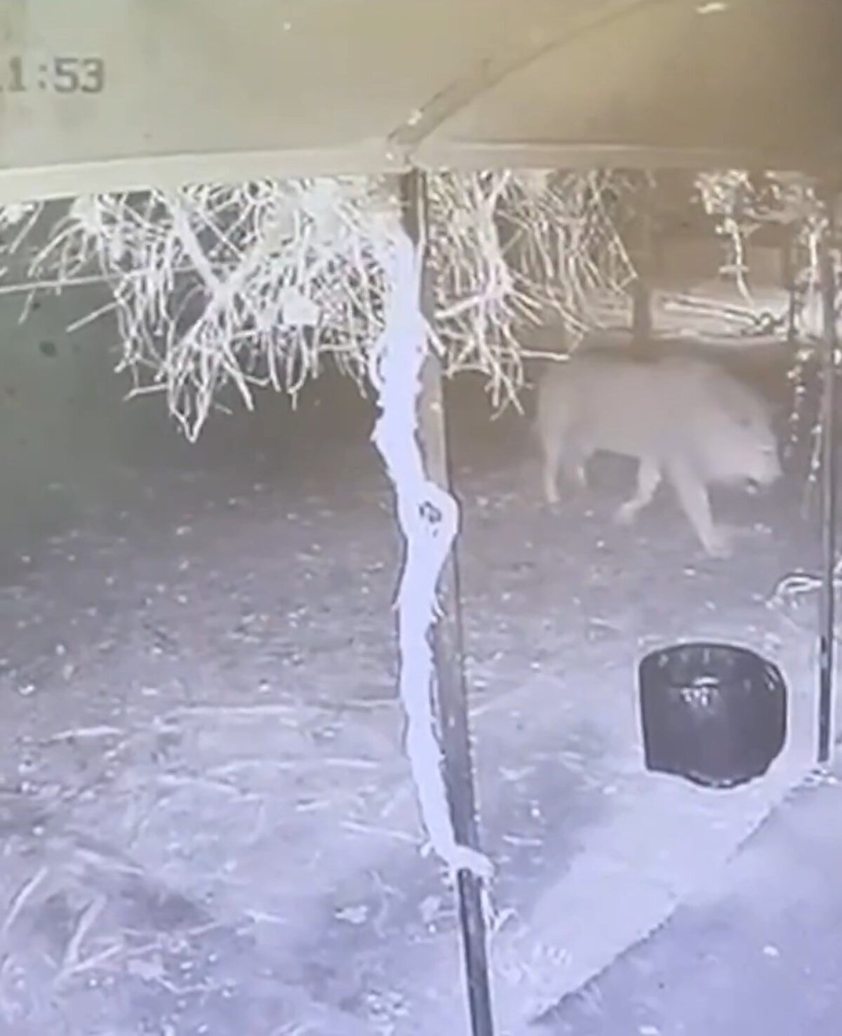 Karabayoğlu, aslanın görüntülerinin dikkat çekici olduğunu belirtti. Aslanın fotoğraflarından sağlıklı görünmediğini söyleyen Karabayoğlu, "Bir aslanın günde yaklaşık 30 kilo et yemesi gerekir. Bu hayvanlara uygun diyet hazırlanmalı ve veteriner kontrolünde beslenmeli. Fotoğraflarda gördüğümüz hayvanlar zayıf. Bu da bakımlarının yeterli olmadığını gösteriyor. Vahşi hayvanlar kafeste değil, doğal ortamlarında yaşamalı. Bizde ne yazık ki olay olduktan sonra tepki gösteriliyor ve önlem alınıyor. Oysa baştan bu tarz yerlerin ruhsatlandırılmaması ya da en azından çok sıkı denetlenmesi gerekiyor. Profesyonel ekipler hazır bulundurulmalı ve bu hayvanlar insanlara da kendilerine de zarar vermeden kontrol altına alınabilmeli" diye konuştu.