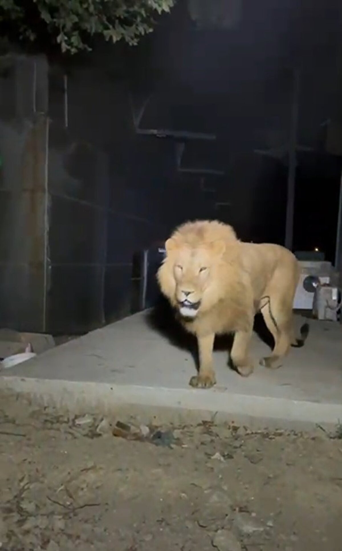 Kamuoyunda 'uyutulabilirdi' yönündeki yorumlara ilişkin de Murat Karabayoğlu, pratikte bunun her zaman mümkün olmadığını söyledi. Hayvanın agresifleşeceğine dikkati çeken Karabayoğlu, "Filmlerde görüldüğü gibi hayvana bir iğne yapınca hemen uyumuyor. Aksine madde verildikten sonra uyuyana kadar geçen sürede çok daha agresif ve saldırgan olabiliyor. Demek ki oradaki ekipler, bunu değerlendirdi ve hayvanın daha büyük zarar vermesinden korktukları için bu kararı verdiler" dedi.