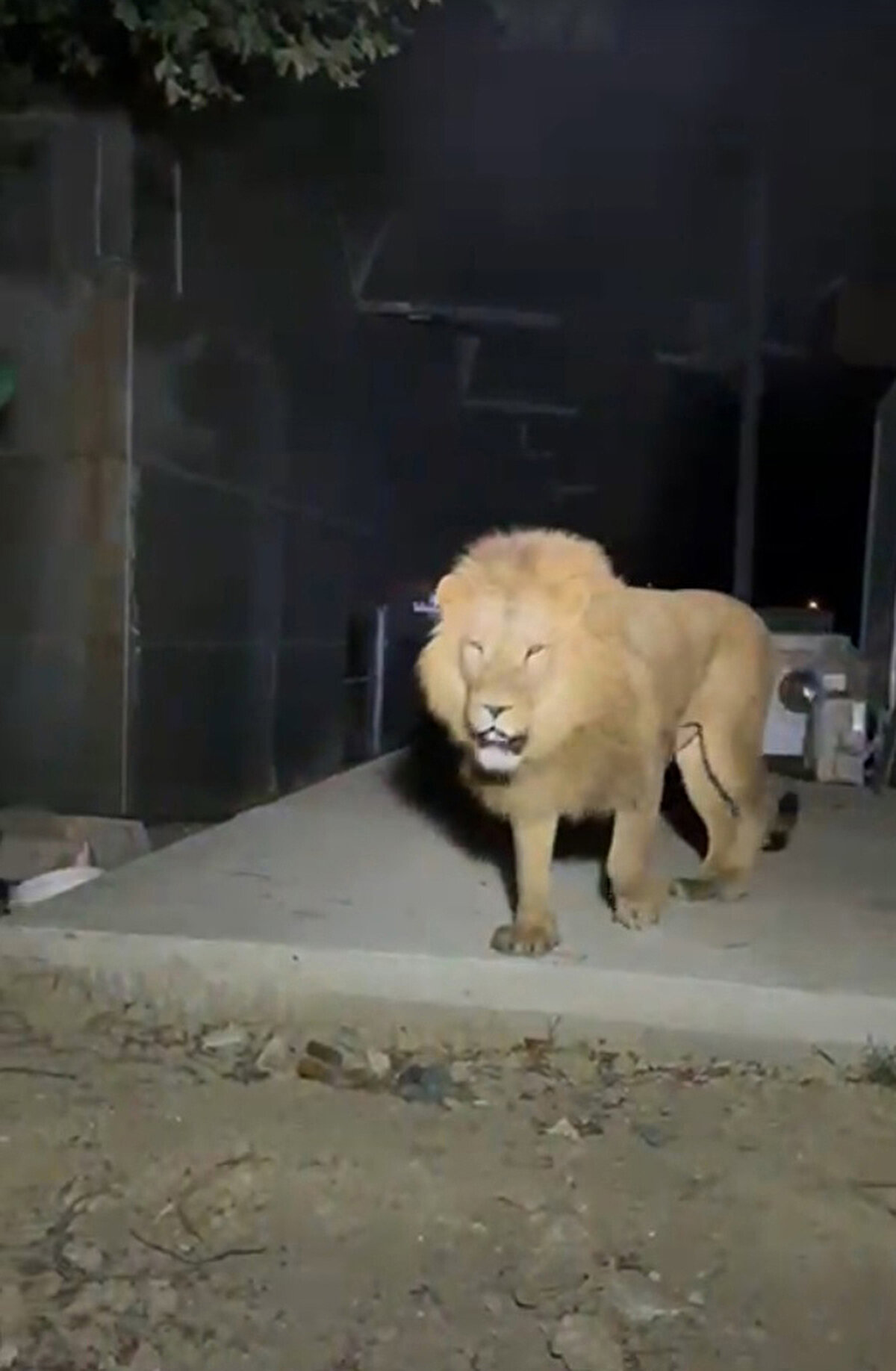 Murat Karabayoğlu, bu tarz parkların Doğa Koruma ve Milli Parklar Müdürlüğü gibi kurumlardan ruhsat alarak faaliyet gösterdiğini belirterek, "Ruhsatlı olabilirler ama bu hayvanları doğal ortamından koparıp, sergilemenin etik olduğu anlamına gelmez. Hayvanlar sergilenmek için değil, özgür yaşamak için vardır. Bizim durduğumuz yer belli; bu alanlar hiç kurulmasa bu olaylar da yaşanmaz" diye konuştu.