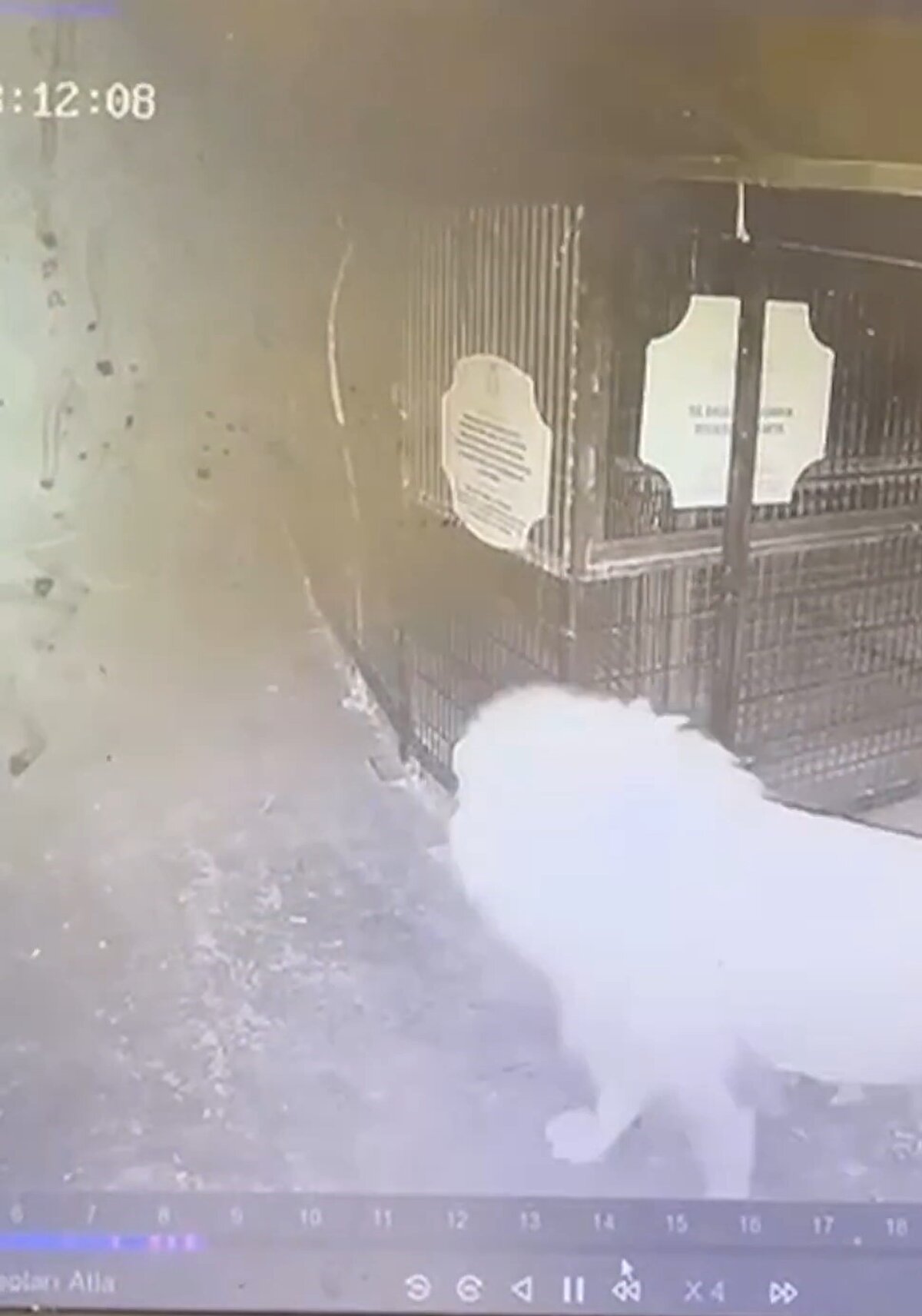 Asıl sorunun vahşi hayvanların sergilenmek üzere doğalarından koparılması olduğunu belirten Karabayoğlu, "Veteriner hekimler olarak biz bu tarz yerlerin varlığına karşıyız. Bu tür yerler ne kadar düzgün yapılırsa yapılsın, hayvanın doğal yaşam alanına uygun olmadığı için ciddi problemler çıkıyor. Hayvanlar bir yerde uzun süre kapalı kalınca psikolojik rahatsızlıklar yaşıyor. Bunlar zamanla saldırganlığa dönüşebiliyor" dedi.