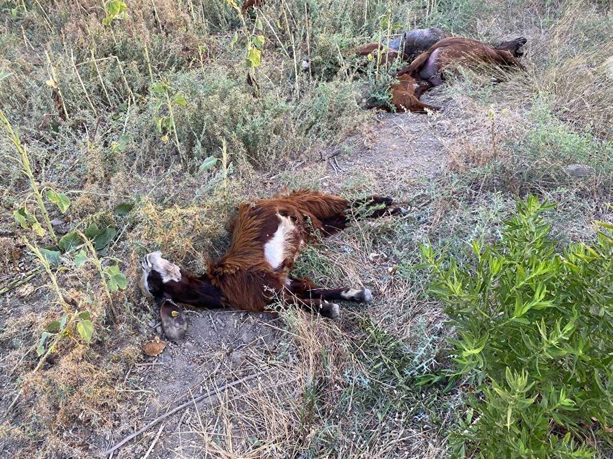 Fabrikaların atık sularını dereye bıraktığını söyleyen Hasan Öz, "Dereden geldik, sudan bu tarafa hayvanları sürdük. Yaylıma geçelim derken hepsi zehirlendi. Bizim çocuklarımız var, ekmek parası kazanmamız lazım. Fabrikaların suyunu açık alana bırakıyorlar, yaydığımız hayvanlarımız öldü. 64 tane keçim telef oldu" dedi.