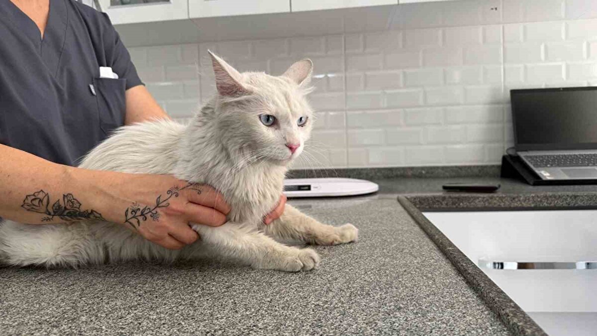 "Pars’ı görünce yığıldım"<br><br>Satar, kayıp haberi üzerine Adem Güven isimli vatandaşın kendisini aramasıyla umutlarının yeniden yeşerdiğini söyleyerek, "Bir heyecanla gittim. ’Abi hiçbir yerde arama, kedin bende’ dedi. Haberlerden görmüş. Gittim, kediyi gösterdi. O an bilmiyorum, yığıldığımı hatırlıyorum en son. Çökmüşüm. Kediyi kucağıma getirmiş. Ağlamak mı, hıçkırık mı, sevinç mi, mutluluk mu, nasıl bir şey olduğunu şu an hatırlamıyorum. Şu an hala titriyorum. Elim, ayağım hala titriyor. Ama kadar mutluyum ki" diye konuştu.