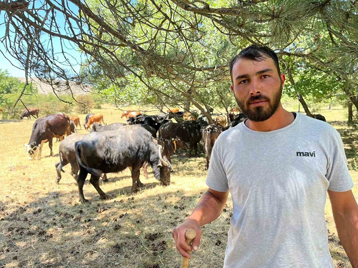 İnönü İlçesi’nde bir çiftlikte bulunan manda diğer hayvanlardan farklı bir özelliği ile hem sahibi ve hem de görenlerin ilgisini çekiyor.