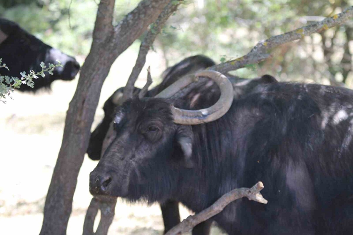 Hayvan yetiştiricisi Emrah Yıldız, bu hayvanların gösterişli noktalarının boynuzları olduğunu belirtirken, çiftlikte bulunan en iyi sütü-yağ oranı olarak en iyi hayvanlardan birinin bu kalp boynuzlu manda olduğunu aktardı.