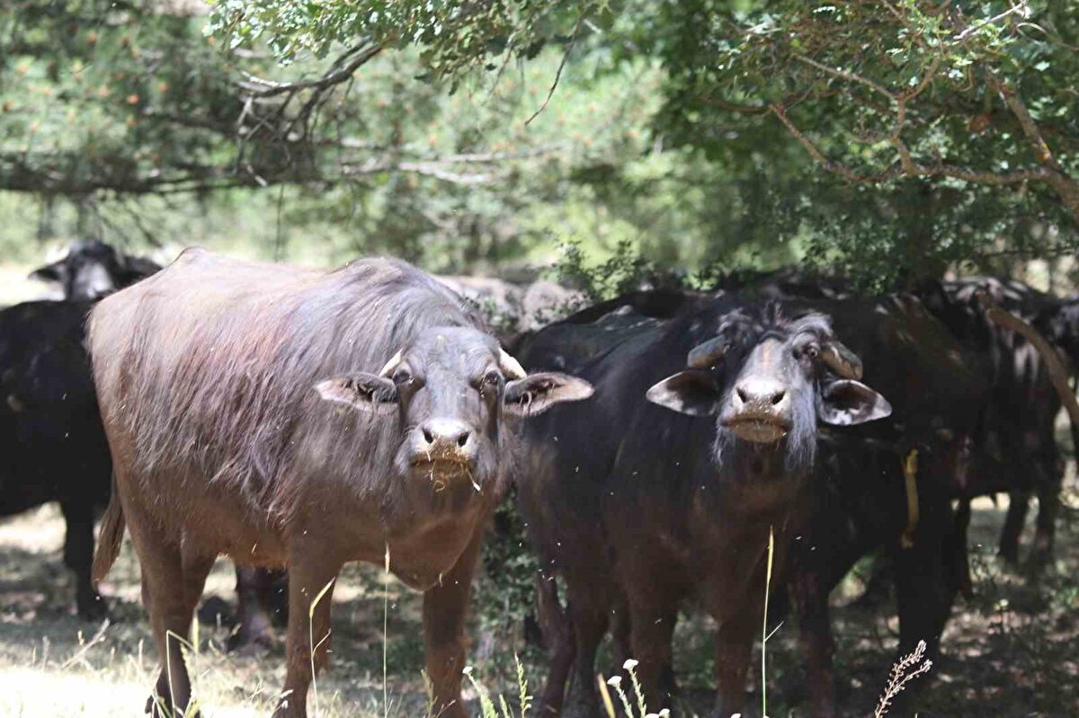 "Bu Allah’tan gelen bir şey"<br><br>Hayvan yetiştiricisi olan Emrah Yıldız, gelen vatandaşların ilk olarak kalp şeklinde olan boynuzlarını sorması hakkında, "Bu biraz yaş olarak büyük. Bu Allah’tan gelen bir şey. Gelenler ilk bunu soruyor zaten kalbe benziyor diye. Hayvan 6 yaşında. Boynuzlarını kesmiyoruz, rahatsızda etmiyor zaten. Bir de mandanın süsü boynuzları. Şu anda da mesela bu tam oturmuş manda. Bunun sütü, yağı çok iyi olur. Tam süt verecek hayvan bu" dedi.