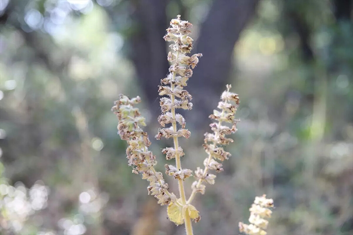 Mezarlıkta yetişen bitkiyi inceleyen akademisyenlerden Siirt adaçayının önemini ve neslinin tehlike altında olduğunu öğrenen köy sakinleri vardiyalı nöbete başladı.<br><br>Siirt adaçayının dalında korunması için tutulan nöbet mayıs ayında başlıyor temmuz sonuna kadar sürüyor.