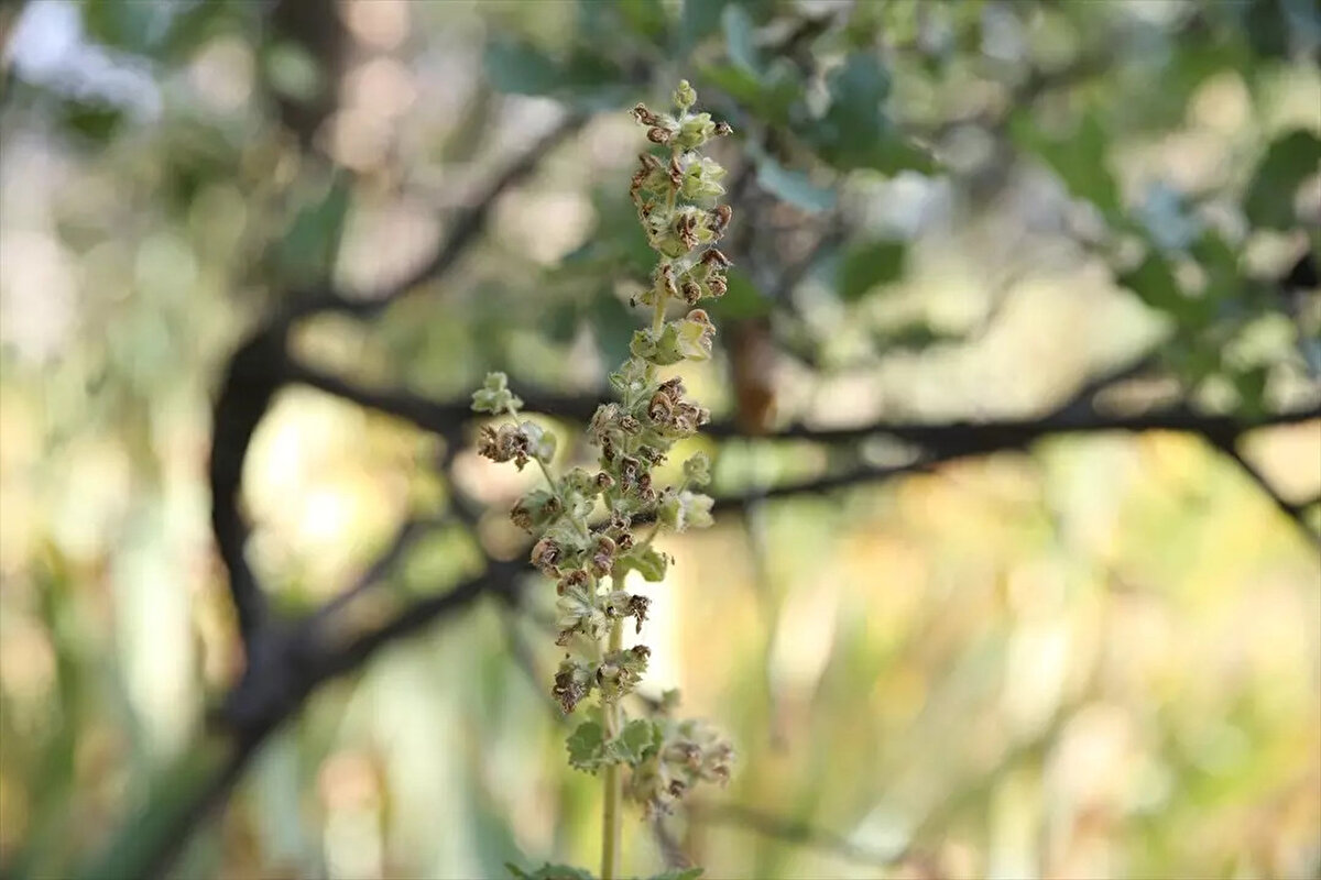 Fidan, bu nedenle bitkinin gen merkezinin Türkiye olduğunu değerlendirdiklerini dile getirerek, "Bunlara baktığımızda yeryüzünde en fazla endemik türün bulunduğu bölge olarak Türkiye'yi görüyoruz. Bu bitkinin bazı türleri tıbbi aromatik bitki alanında, bazıları süs bitkisi olarak kullanılmaktadır. Bu bitkinin tıbbi aromatik özellikleri ve süs bitkisi olarak kullanabilme potansiyeli ortaya konularak ekonomiye kazandırılması potansiyeli yüksek. Siirt adaçayına yönelik çalışmalar sürüyor." diye konuştu.