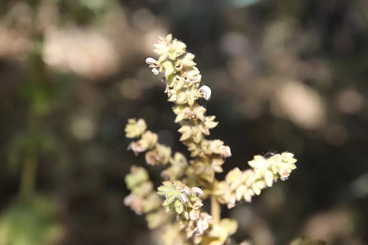 Köy muhtarı Şaban Koyun da yıllardır varlığını bildikleri bitkinin koruma altına alınmasıyla önemini daha iyi kavradıklarını söyledi.<br><br>El birliğiyle bitkiyi korumaya çalıştıklarını anlatan Koyun, bu nedenle sadece bitkinin çiçek açtığı dönemde değil türün doğal olarak çoğalması açısından tohum verdiği dönemde de mezarlıkta nöbeti sürdürdüklerini belirtti.<br><br>Koyun, "Bilim insanları araştırmaları sonucu bu türün dünyada sadece burada olduğunu söylediler. O günden beri değerli olduğunu bilerek bitkiyi koruma altına aldık." ifadelerini kullandı.