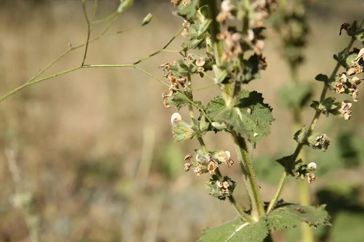 Siirt Üniversitesi Fen Edebiyat Fakültesi Dekanı Prof. Dr. Mehmet Fidan, AA muhabirine, Türkiye'nin bitki çeşitliliği açısından oldukça zengin, ülkedeki bitki varlığının üçte birinin endemik olduğuna işaret etti.<br><br>Fidan, kentte belirli bir yayılış gösteren Siirt adaçayının da bu türler arasında yer aldığını ifade ederek, bilim dünyasına 2011 yılında kazandırılan bitkinin korunmasına yönelik Doğa Koruma ve Milli Parklar Siirt Şube Müdürlüğünün çalışmalarının yanı sıra köylülerin de yoğun çaba gösterdiğini belirtti.