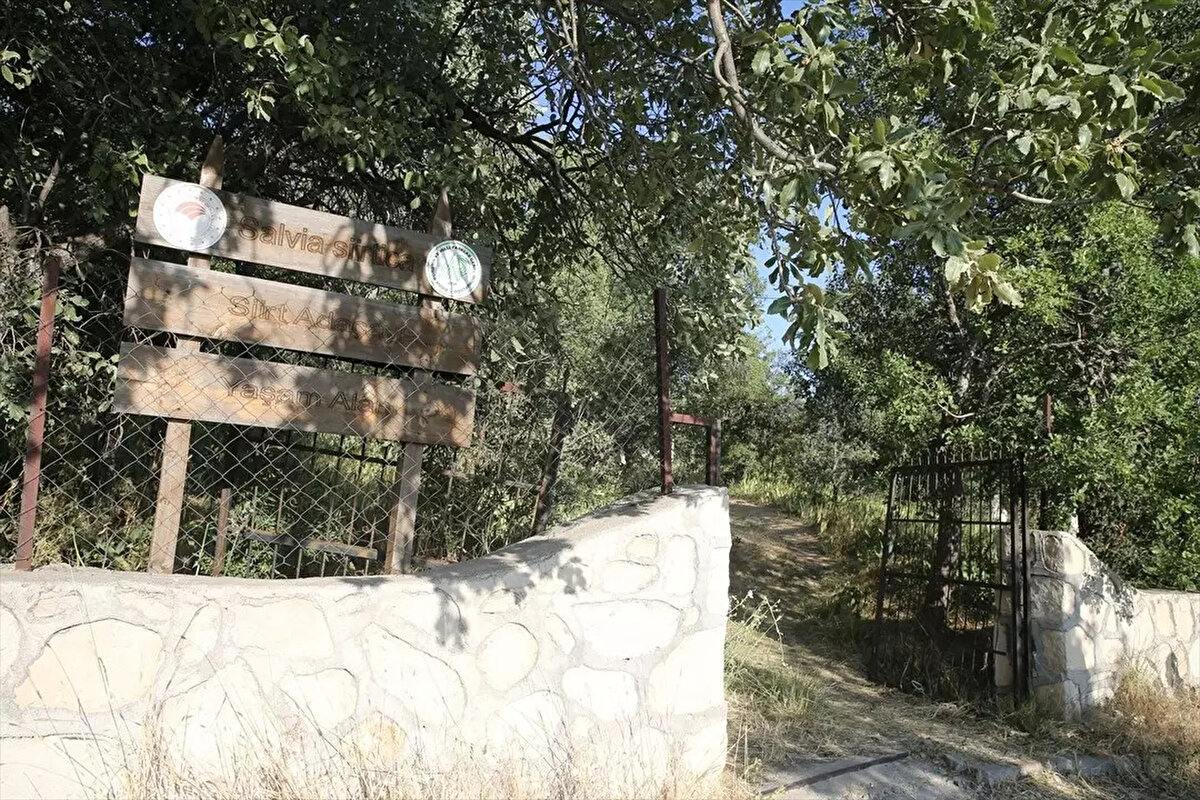 Doğa Koruma ve Milli Parklar Siirt Şube Müdürlüğünce "Siirt Adaçayı Tür Koruma Eylem Planı" kapsamında koruma altına alınan bitkiyi koparanlara 557 bin 212 lira idari ceza uygulanıyor.