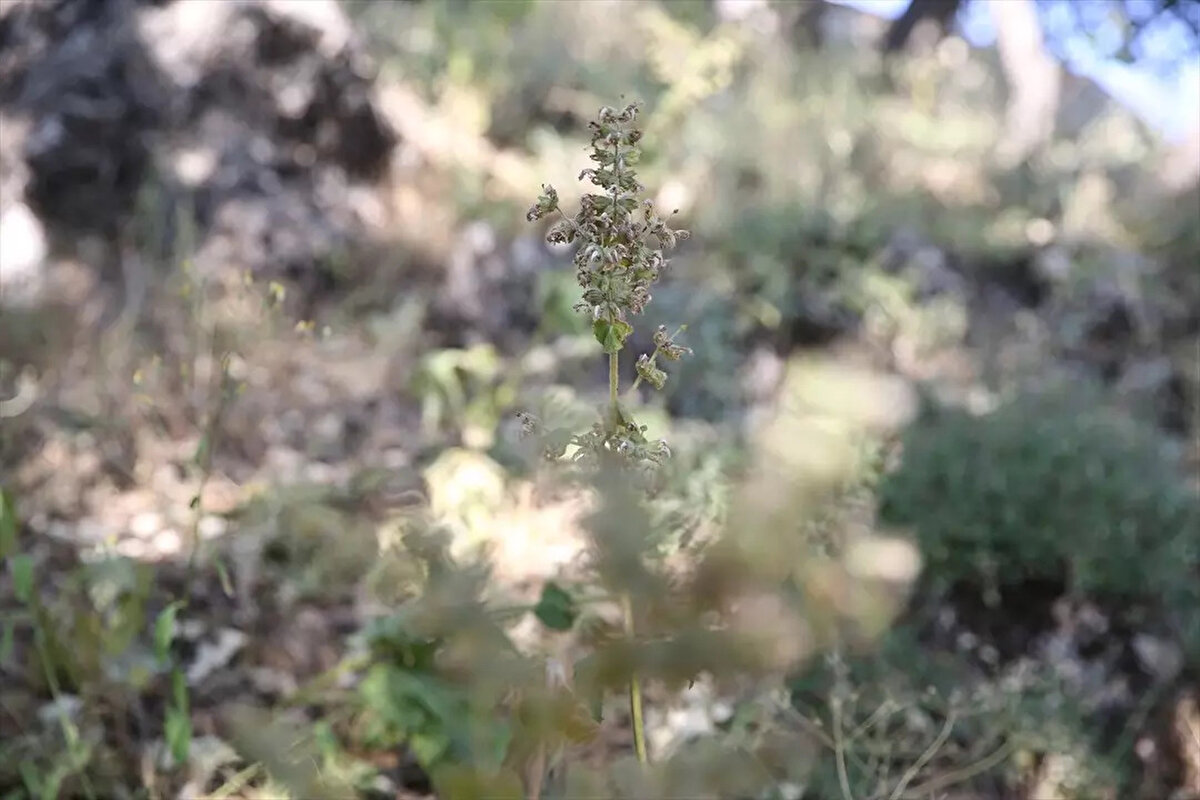 Sinep köyü mezarlığında yetişen ve IUCN kriterlerine göre tek yaşama alanına sahip olması ve popülasyondaki birey sayısı nedeniyle nesli kritik tehlike "CR" altında bulunan Siirt adaçayı bitkisi koruma altında.