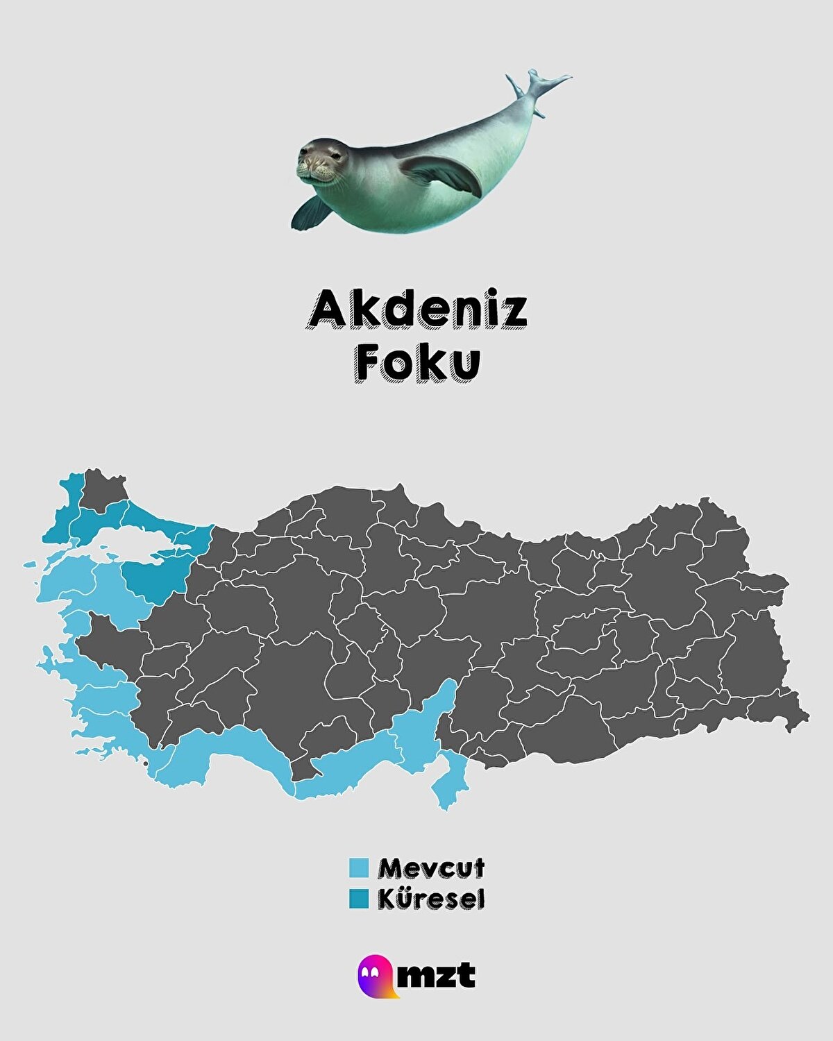 Akdeniz Foku