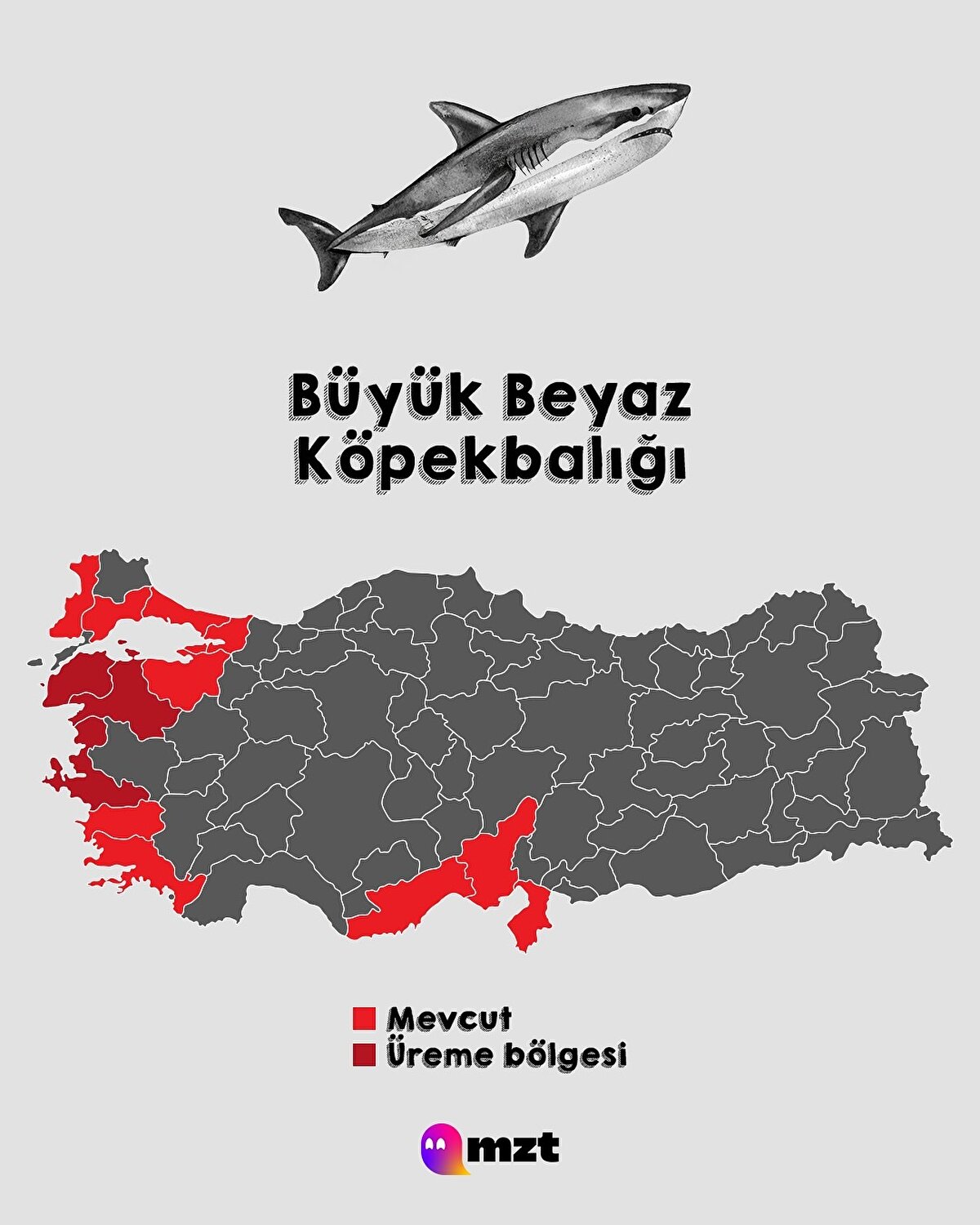 Büyük Beyaz Köpekbalığı