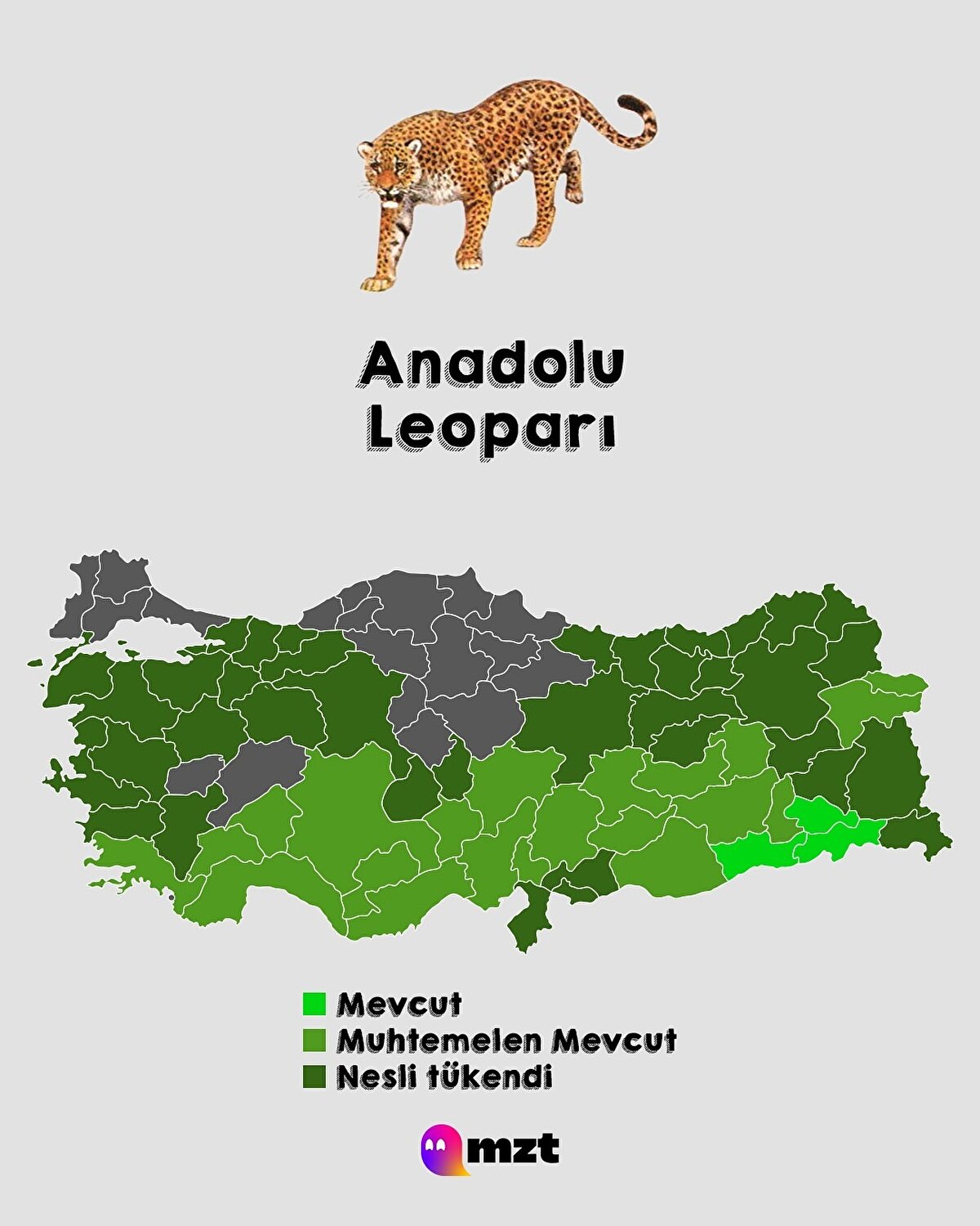 Anadolu Leoparı