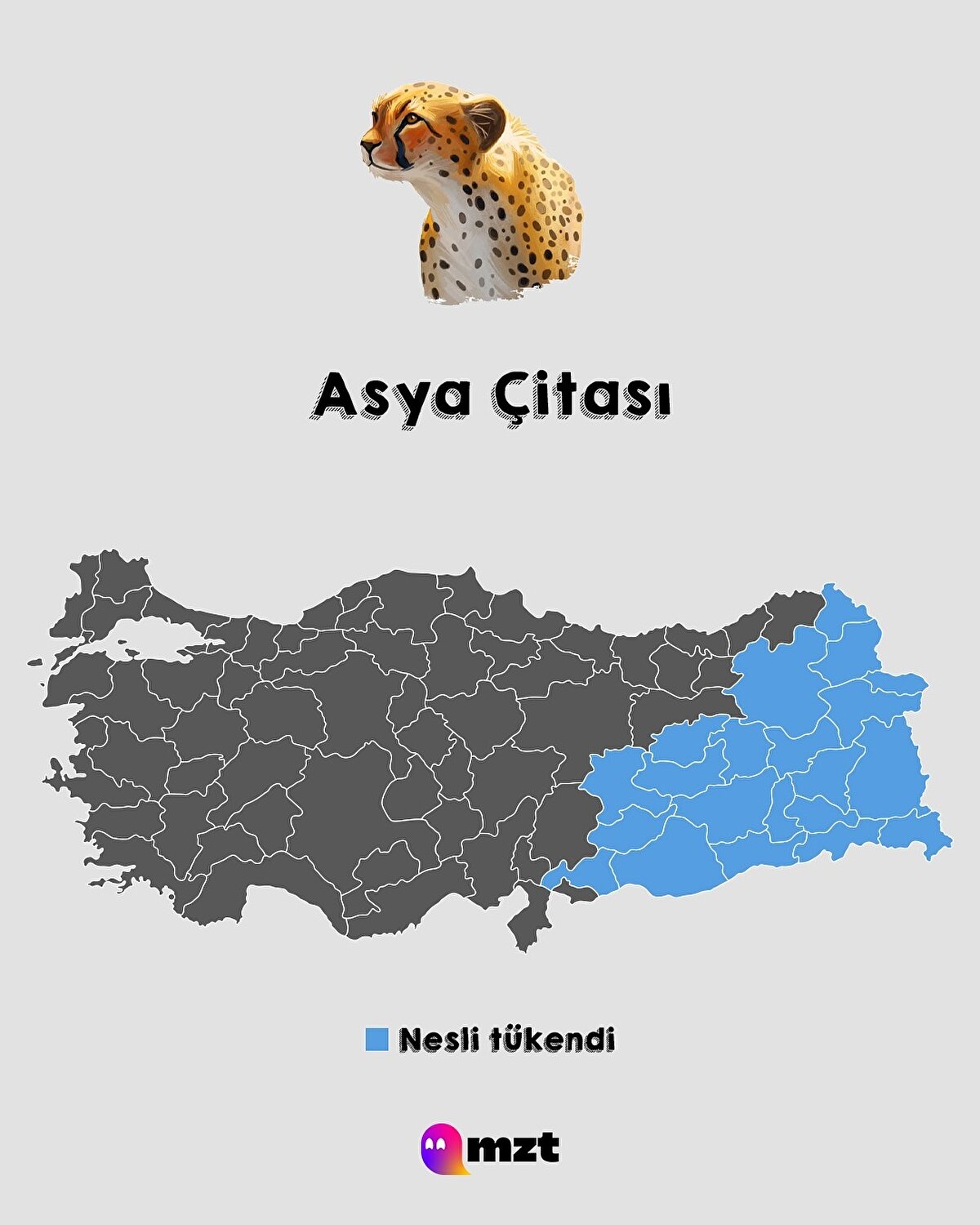 Asya Çitası