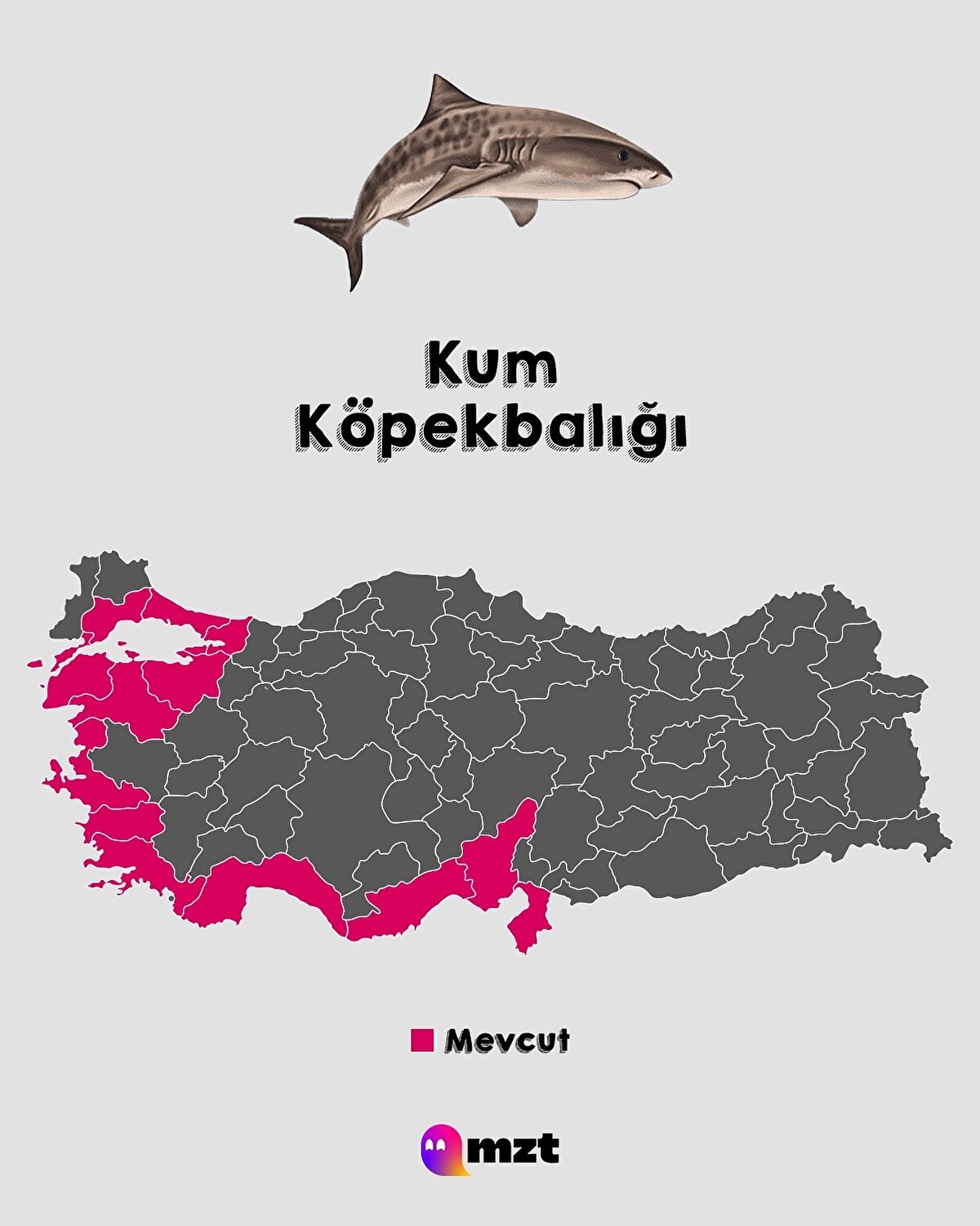 Kum Köpekbalığı