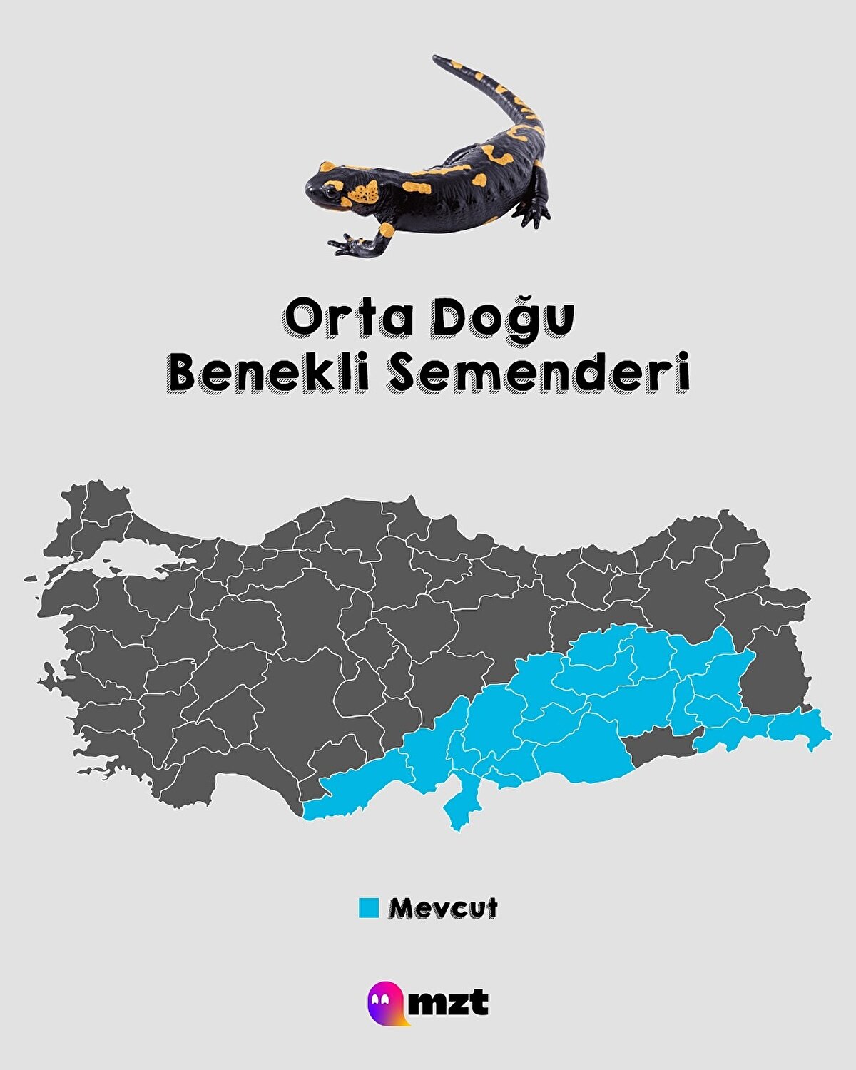 Orta Doğu Benekli Semenderi