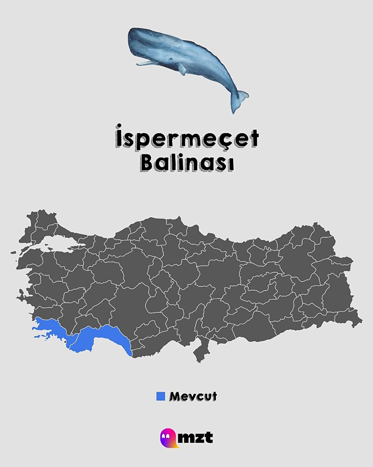 İspermeçet Balinası