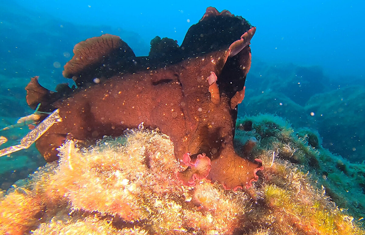 İbrice Limanı açıklarında yaklaşık 20 metre derinliğe dalış yapan dalış eğitmeni Volkan Evşen, su altı kamerasıyla çekim yaptığı sırada Kızıldeniz gibi sıcak sularda yaşayan 'İspanyol dansçısı' balığına rastladı. Evşen'in görüntülediği 'İspanyol dansçısı' balığı, bir süre dalgıcın yanında yüzdükten sonra gözden kayboldu.