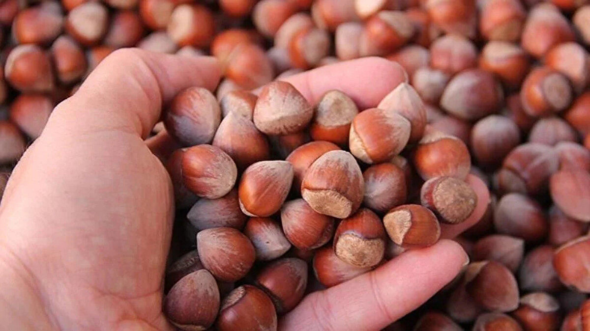 TMO fındık alım fiyatlarını ne zaman açıklayacak?<br><br>2025-2026 sezonu için TMO’nun kabuklu fındık alım fiyatlarını Ağustos ayının ilk haftasında açıklaması bekleniyordu. Ancak bazı kaynaklara göre orman yangınları gibi beklenmedik gelişmeler, açıklamanın Ağustos’un ikinci ya da üçüncü haftasına sarkmasına yol açabilir. Bu nedenle üreticiler, TMO’nun resmi duyurusunu merakla bekliyor.