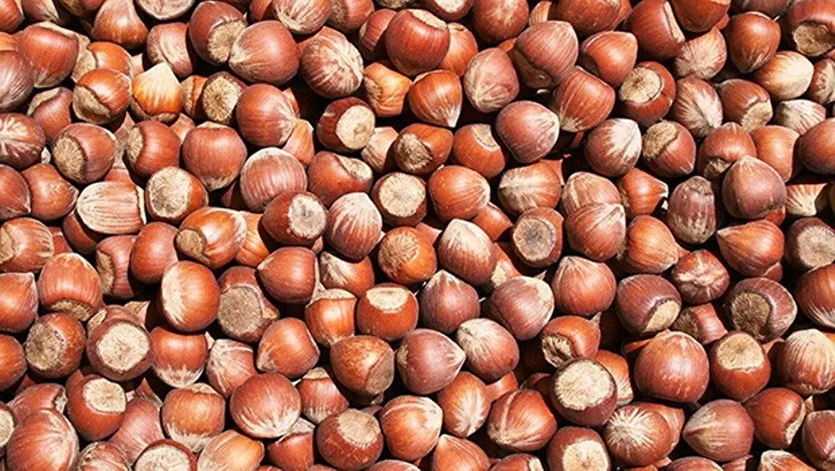 TMO’nun açıklaması piyasayı netleştirecek<br><br>Fındık sezonunun başlamasıyla birlikte hem iç piyasada hem de ihracat kanalında hareketlilik yaşanıyor. Ancak fiyatların resmiyet kazanması için TMO’nun açıklayacağı taban fiyat belirleyici olacak. Gözler şimdi Ağustos ortasına çevrilmiş durumda.