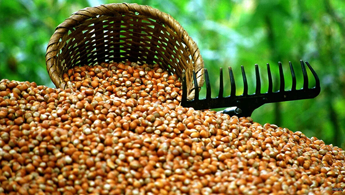 FINDIK İŞÇİ ÜCRETLERİ 2025 YILINDA NE KADAR?<br>Ordu Ziraat Odaları İl Koordinasyon Kurulu tarafından belirlenen 2025 fındık işçi ücretleri de netleşti. Açıklanan güncel rakamlar şöyle:<br>* Aşçı ücreti: 10-15 işçi için 1200 TL, 15+ işçi için 1350 TL<br>* Çuvalcı ücreti: 1350-1500 TL (kilolu bahçelerde 1650 TL)<br>* Katırcı (katırıyla): 2400 TL<br>* Patoz ücreti (saatlik): 4000 TL<br>* Dayıbaşı ücreti: 1350 TL (15 işçiye kadar), 1500 TL (15 işçi üzeri)<br>Ayrıca, İŞKUR belgesi olmayan aracılara iş verilmemesi kararı da uygulanmaya devam edecek.