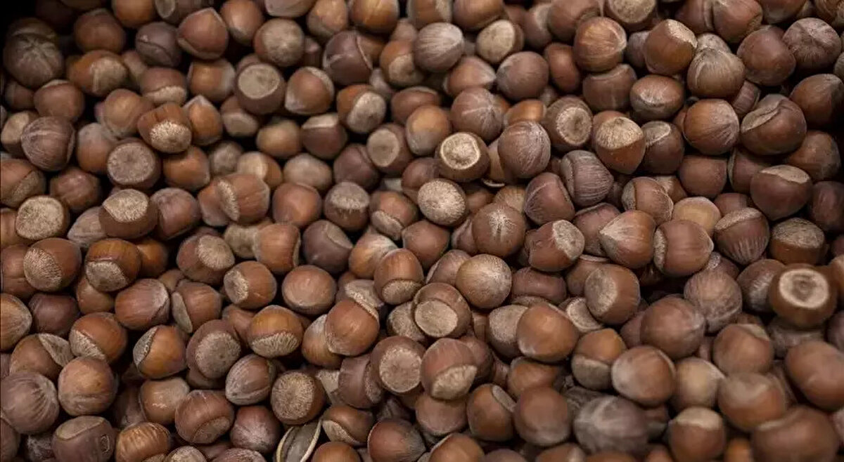 2025 FINDIK FİYATLARI NE ZAMAN AÇIKLANACAK?<br>2025 sezonu fındık alım fiyatlarının, Tarım ve Orman Bakanlığı'nın rekolte çalışmasının ardından TMO tarafından ağustos ayı içerisinde açıklanması bekleniyor. Geçtiğimiz yıl fiyatlar temmuz sonunda duyurulmuştu. Bu yıl açıklamanın gecikmesi, çiftçiler arasında merak ve beklentiyi artırdı.