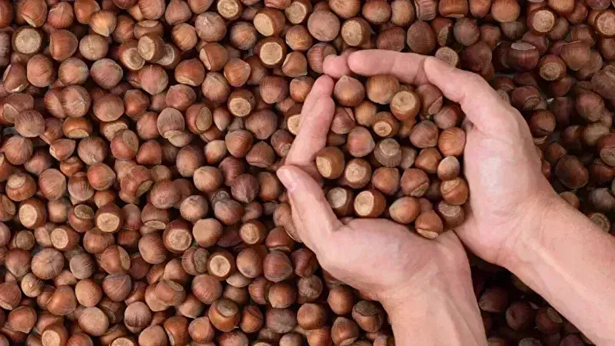 FINDIK FİYATLARI ARTAR MI?<br>Tarım uzmanları ve ziraat odaları temsilcileri, bu sezon verimin bazı bölgelerde düşük olduğunu ve bu durumun fiyatlara olumlu yansıyabileceğini belirtiyor. Üreticiler, artan maliyetleri göz önünde bulundurarak kilogram fiyatının en az 140 TL olması gerektiğini savunuyor.