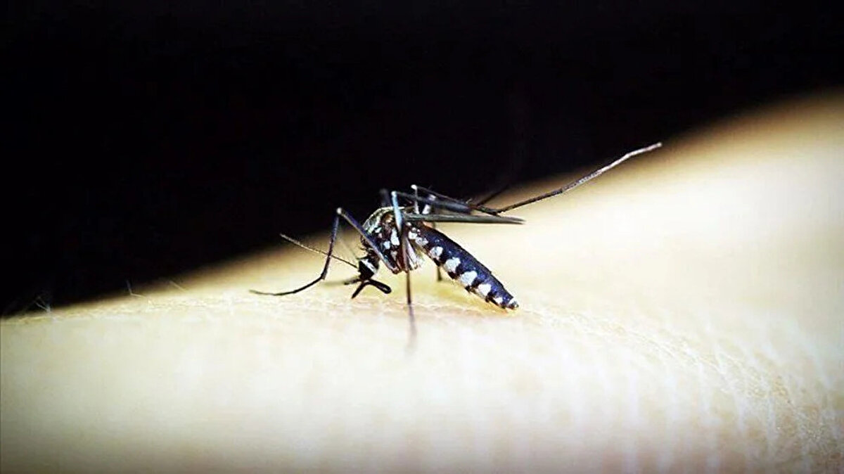 Chikungunya virüsü nasıl bulaşır?<br> Chikungunya virüsü insanlara doğrudan bulaşmaz. Virüs, Aedes aegypti ve Aedes albopictus gibi sivrisinek türleri aracılığıyla taşınır. Bu sivrisinekler dang humması ve Zika virüsü gibi hastalıkları da yayabilir. Enfekte bir sivrisinek, önce virüsü taşıyan bir kişiyi ısırır, ardından başka bir kişiye virüsü bulaştırır. Nadiren kan nakli ve anneden bebeğe geçiş gibi yollarla bulaşma da bildirilmiştir. Ancak temel bulaşma şekli sivrisinek ısırığıdır.