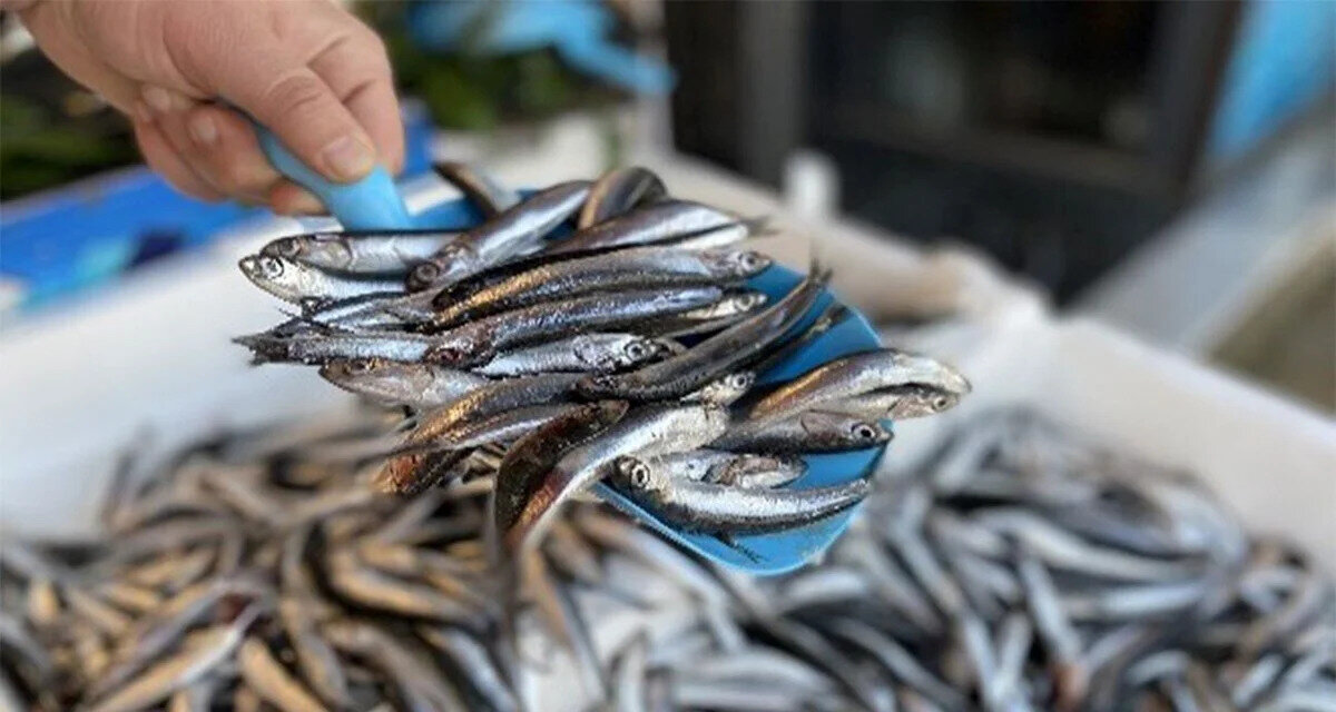 Balık yasağı başlangıcı: 15 Nisan 2025<br><br>Balık yasağı bitişi: 1 Eylül 2025 (denizler)<br><br>Tatlı su/gölet/baraj sezonu: Tür ve bölgeye göre 1 Temmuz - 1 Eylül 2025 arası<br><br>Olta balıkçılığı: Bazı bölgelerde yıl boyu serbest, bazı bölgelerde yasağa tabi