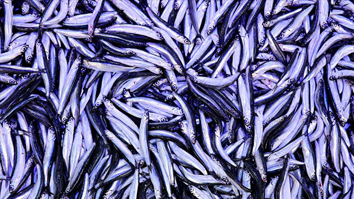 Hamsi Sofralar İçin Daha Sağlıklı<br><br>Karadeniz’de yapılan araştırmalar gösteriyor ki, mikroplastik tüm balıklarda bulunuyor ama hamsi en güvenli seçenek. Prof. Dr. Aytan’ın vurguladığı gibi, dengeli beslenme ve sağlıklı bir sofranın olmazsa olmazı olarak hamsiyi tercih etmek, mikroplastik riskini azaltmak için akıllıca bir adım.<br>Karadeniz’de yapılan yeni bir araştırma, sofralarımıza gelen balıklarda mikroplastik varlığını ortaya koydu. Peki, hangi balık daha güvenli? Uzmanlar, istavrit ve mezgit balıklarında balık başına bir adet mikroplastik tespit ederken, hamsinin en az mikroplastik içeren tür olduğunu açıkladı.