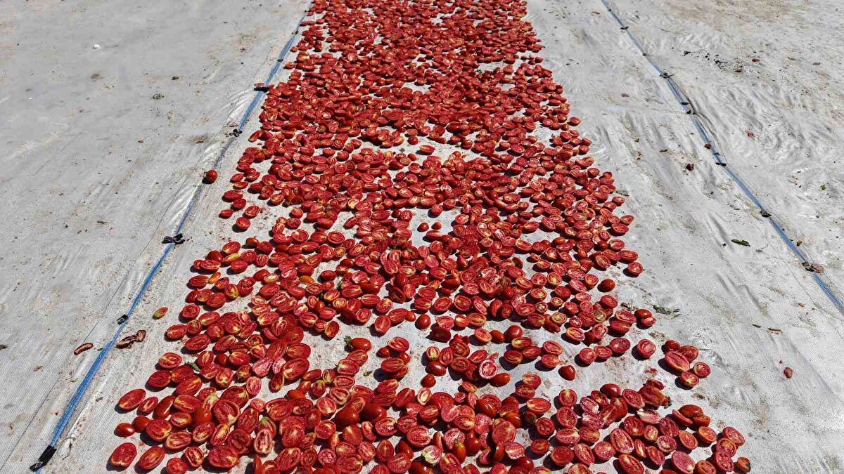 Elazığ’a 15 kilometre uzaklıkta bulunan Alatarla köyünde 2 bin dönüm alana domates eken Mehmet Salih Kıran ve Erhan Arıkboğan yaklaşık 600 işçiyle hasada devam ediyor. İşçiler tarafından bin bir emekle toplanan domatesler, ilk olarak Doğu ve Güneydoğu Anadolu olmak üzere tüm ülke pazarında yer alıyor. İç piyasanın yanı sıra toplanan domatesler makine ve bıçak yardımı ile ikiye bölünüyor ve tuzlanarak güneş altında kurumaya bırakılıyor. Kurutulan domatesler ise başta ABD ve Fransa olmak üzere birçok ülkeye ihraç ediliyor. Tarlaların ucu bucağı gözükmezken, bu sene ortalama 315 bin ton rekolte bekleniyor.