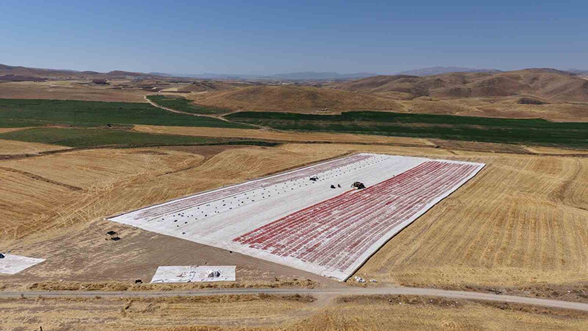 600 kişinin kurutmalık için çalıştığını belirten tarla sahiplerinden Mehmet Sait Çetinkaya, "Bazıları domatesleri kesiyor bazılar da tuzluyor. 2 bin dönüm alan üstünde domates topluyorlar. İlkbahar döneminde 300 kişi çalışırken şuan da 600 kişi çalışıyor. Topladığımız domatesler kurutulduktan sonra yurtdışına ihraç ediliyor. Amerika, Fransa, İngiltere ve Hollanda başta olmak üzere çoğu ülkeye gönderiliyor. Elazığ’da üretilen domatesler dünya sofralarını süslüyor. Buradaki çalışmalarımız 10’uncu aya kadar devam edecek. Burada 300 ton kuru, yaş olarak da 15 bin ton domates rekoltesi bekliyoruz. Fiyat olarak kuru domatesi 4 Euro’ya yaş domatesleri ise 9-10 lira arasında satıyoruz" dedi.