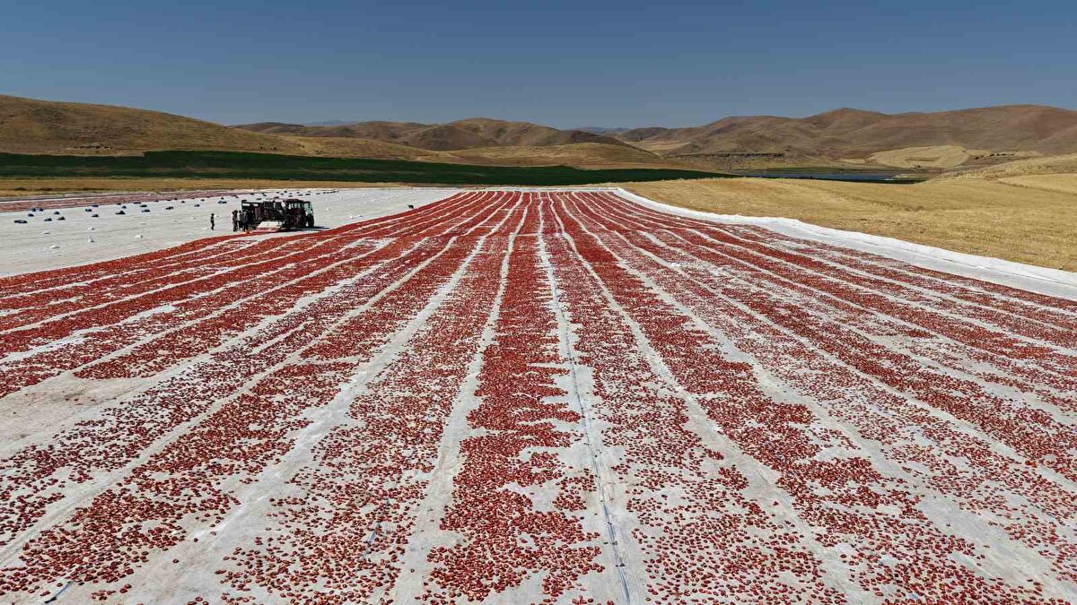 600 kişinin kurutmalık için çalıştığını belirten tarla sahiplerinden Mehmet Sait Çetinkaya, "Bazıları domatesleri kesiyor bazılar da tuzluyor. 2 bin dönüm alan üstünde domates topluyorlar. İlkbahar döneminde 300 kişi çalışırken şuan da 600 kişi çalışıyor. Topladığımız domatesler kurutulduktan sonra yurtdışına ihraç ediliyor. Amerika, Fransa, İngiltere ve Hollanda başta olmak üzere çoğu ülkeye gönderiliyor. Elazığ’da üretilen domatesler dünya sofralarını süslüyor. Buradaki çalışmalarımız 10’uncu aya kadar devam edecek. Burada 300 ton kuru, yaş olarak da 15 bin ton domates rekoltesi bekliyoruz. Fiyat olarak kuru domatesi 4 Euro’ya yaş domatesleri ise 9-10 lira arasında satıyoruz" dedi.