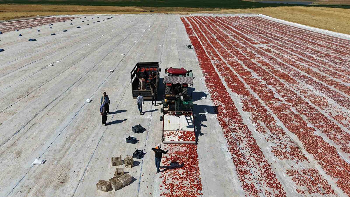 Elazığ’a 15 kilometre uzaklıkta bulunan Alatarla köyünde 2 bin dönüm alana domates eken Mehmet Salih Kıran ve Erhan Arıkboğan yaklaşık 600 işçiyle hasada devam ediyor. İşçiler tarafından bin bir emekle toplanan domatesler, ilk olarak Doğu ve Güneydoğu Anadolu olmak üzere tüm ülke pazarında yer alıyor. İç piyasanın yanı sıra toplanan domatesler makine ve bıçak yardımı ile ikiye bölünüyor ve tuzlanarak güneş altında kurumaya bırakılıyor. Kurutulan domatesler ise başta ABD ve Fransa olmak üzere birçok ülkeye ihraç ediliyor. Tarlaların ucu bucağı gözükmezken, bu sene ortalama 315 bin ton rekolte bekleniyor.