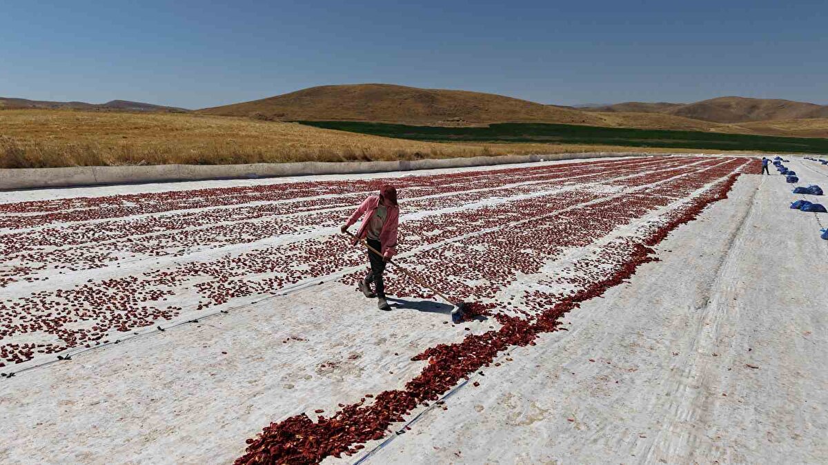 Tarlada çalışanlardan Selami Ağul, "10 yıldır bu işi yapıyoruz. 7 aydır da buradayız. Dikimlerinden çapasına burada üretilen domatesleri bir çocuk gibi büyütüyoruz. Burada ektiğimiz domatesleri kurutuyoruz aynı zamanda hale de satıyoruz. Burada üretilen domatesleri organik bir şekilde ilaçsız yetiştiriyoruz. Kuruttuğumuz domatesleri aynı zamanda yurtdışına ihraç ediyoruz. Sabah güneş doğar doğmaz tarlaya geliyoruz güneş batıncaya kadar çalışıyoruz. Teknoloji gelişiyor. Önceden domatesleri elle kesiyorduk şimdi traktör kesiyor" ifadelerini kullandı.<br><br>Elazığ’da 2 bin dönümde 600 işçinin emeği ile toplanıp kurutulan 300 ton domates, başta Avrupa ülkeleri olmak üzere ABD, Fransa, İngiltere ve Hollanda’ya gönderilerek dünya sofralarını süslüyor.