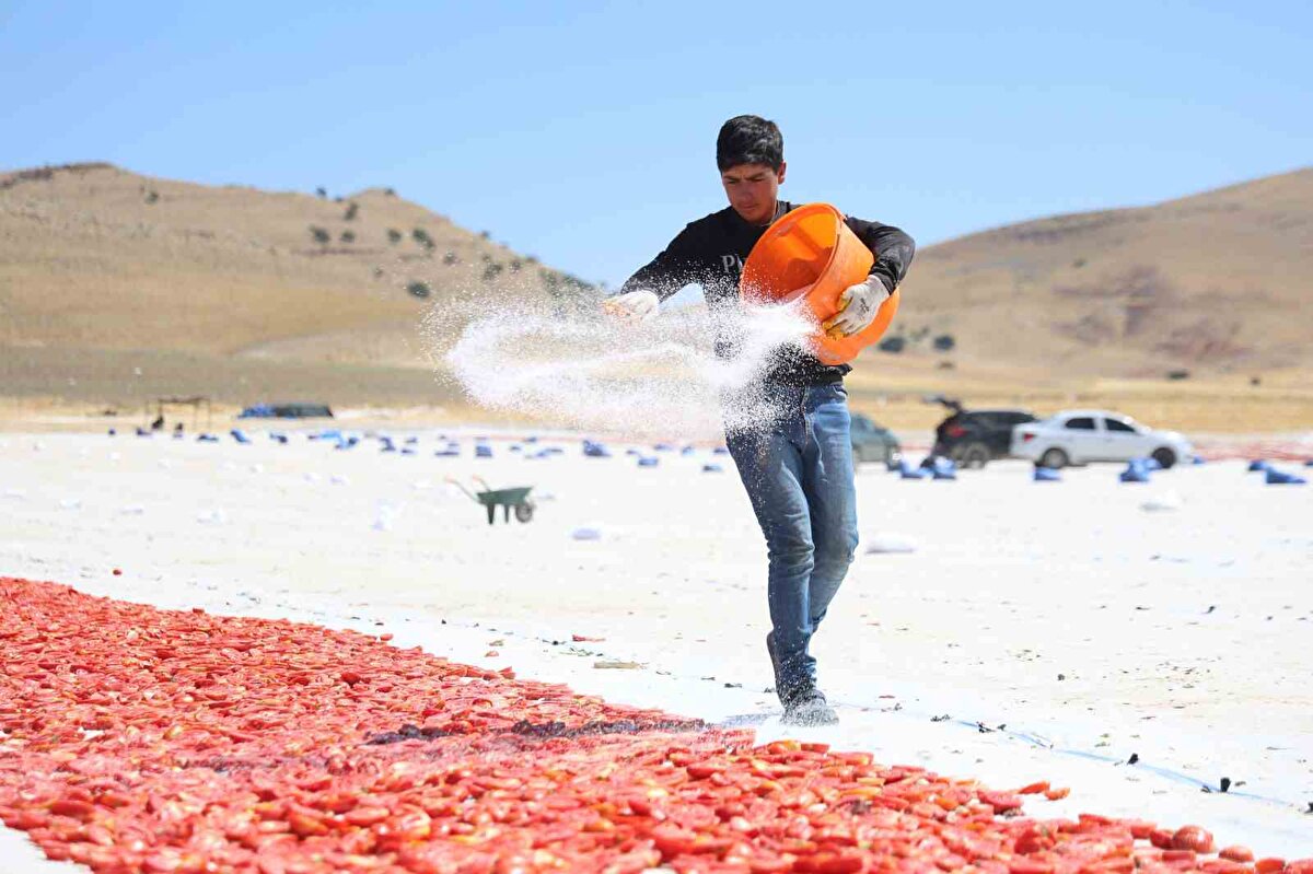 Elazığ’a 15 kilometre uzaklıkta bulunan Alatarla köyünde 2 bin dönüm alana domates eken Mehmet Salih Kıran ve Erhan Arıkboğan yaklaşık 600 işçiyle hasada devam ediyor. İşçiler tarafından bin bir emekle toplanan domatesler, ilk olarak Doğu ve Güneydoğu Anadolu olmak üzere tüm ülke pazarında yer alıyor. İç piyasanın yanı sıra toplanan domatesler makine ve bıçak yardımı ile ikiye bölünüyor ve tuzlanarak güneş altında kurumaya bırakılıyor. Kurutulan domatesler ise başta ABD ve Fransa olmak üzere birçok ülkeye ihraç ediliyor. Tarlaların ucu bucağı gözükmezken, bu sene ortalama 315 bin ton rekolte bekleniyor.
