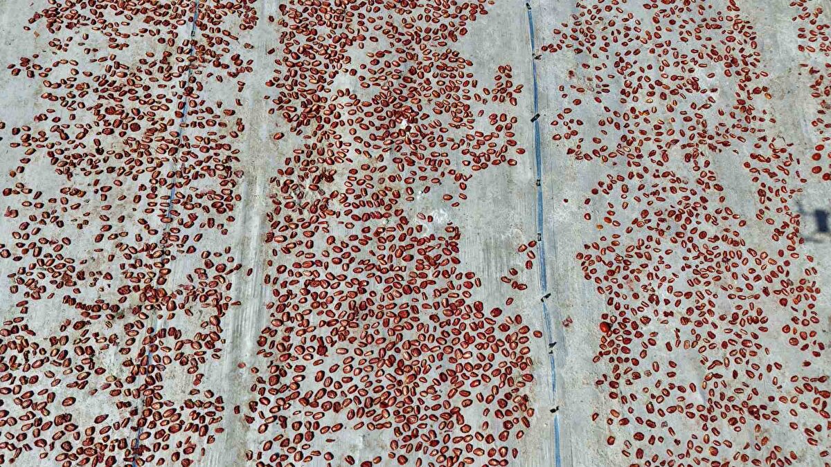 Tarlada çalışanlardan Selami Ağul, "10 yıldır bu işi yapıyoruz. 7 aydır da buradayız. Dikimlerinden çapasına burada üretilen domatesleri bir çocuk gibi büyütüyoruz. Burada ektiğimiz domatesleri kurutuyoruz aynı zamanda hale de satıyoruz. Burada üretilen domatesleri organik bir şekilde ilaçsız yetiştiriyoruz. Kuruttuğumuz domatesleri aynı zamanda yurtdışına ihraç ediyoruz. Sabah güneş doğar doğmaz tarlaya geliyoruz güneş batıncaya kadar çalışıyoruz. Teknoloji gelişiyor. Önceden domatesleri elle kesiyorduk şimdi traktör kesiyor" ifadelerini kullandı.