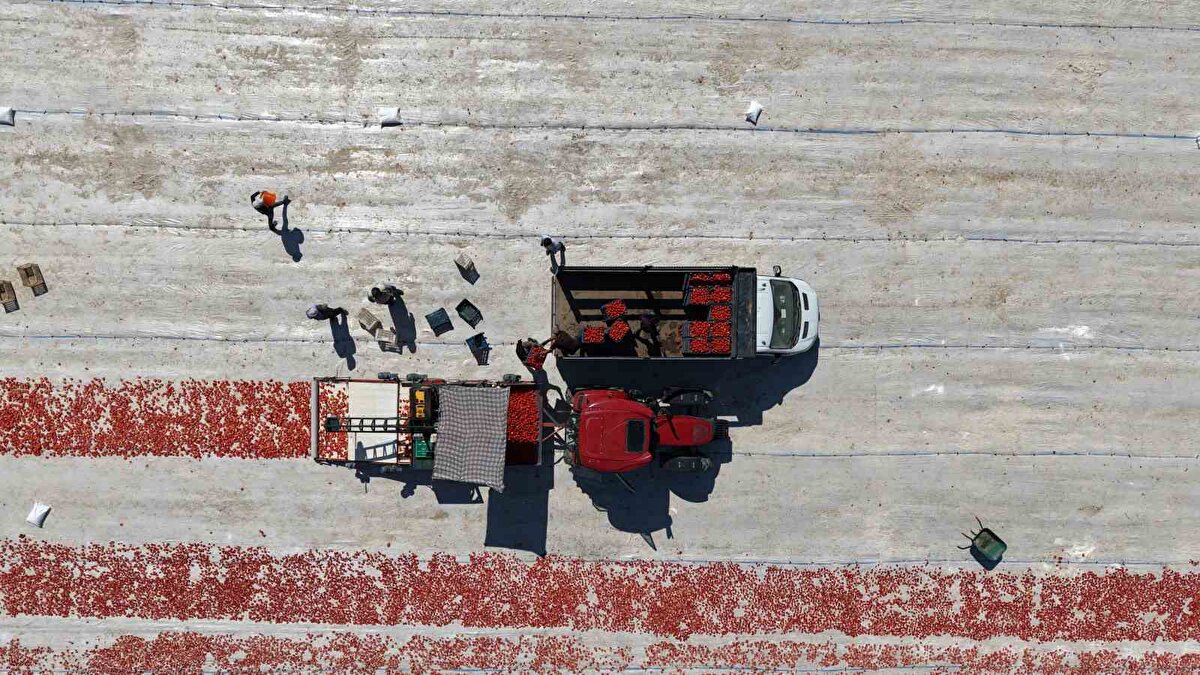 Tarlada çalışanlardan Selami Ağul, "10 yıldır bu işi yapıyoruz. 7 aydır da buradayız. Dikimlerinden çapasına burada üretilen domatesleri bir çocuk gibi büyütüyoruz. Burada ektiğimiz domatesleri kurutuyoruz aynı zamanda hale de satıyoruz. Burada üretilen domatesleri organik bir şekilde ilaçsız yetiştiriyoruz. Kuruttuğumuz domatesleri aynı zamanda yurtdışına ihraç ediyoruz. Sabah güneş doğar doğmaz tarlaya geliyoruz güneş batıncaya kadar çalışıyoruz. Teknoloji gelişiyor. Önceden domatesleri elle kesiyorduk şimdi traktör kesiyor" ifadelerini kullandı.<br><br>Elazığ’da 2 bin dönümde 600 işçinin emeği ile toplanıp kurutulan 300 ton domates, başta Avrupa ülkeleri olmak üzere ABD, Fransa, İngiltere ve Hollanda’ya gönderilerek dünya sofralarını süslüyor.