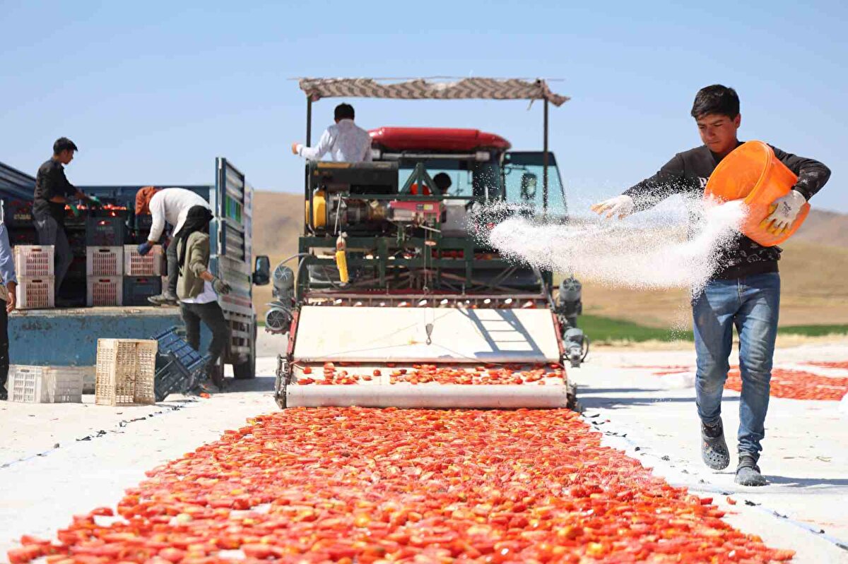 600 kişinin kurutmalık için çalıştığını belirten tarla sahiplerinden Mehmet Sait Çetinkaya, "Bazıları domatesleri kesiyor bazılar da tuzluyor. 2 bin dönüm alan üstünde domates topluyorlar. İlkbahar döneminde 300 kişi çalışırken şuan da 600 kişi çalışıyor. Topladığımız domatesler kurutulduktan sonra yurtdışına ihraç ediliyor. Amerika, Fransa, İngiltere ve Hollanda başta olmak üzere çoğu ülkeye gönderiliyor. Elazığ’da üretilen domatesler dünya sofralarını süslüyor. Buradaki çalışmalarımız 10’uncu aya kadar devam edecek. Burada 300 ton kuru, yaş olarak da 15 bin ton domates rekoltesi bekliyoruz. Fiyat olarak kuru domatesi 4 Euro’ya yaş domatesleri ise 9-10 lira arasında satıyoruz" dedi.