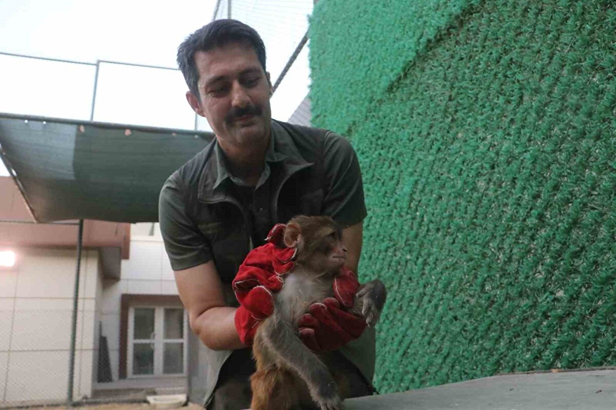 Ülkede beslenmesi yasak olan maymunu besleyen şahsa cezai işlem uygulanacağı öğrenilirken, maymun ise Doğa Koruma ve Milli Parklar İl Müdürlüğü rehabilitasyon merkezinde misafir edilmeye başlandı. İl Müdürü Nuri Akın ve ekipler tarafından muzla beslenen ve sağlık kontrolleri yapılan maymunun önümüzdeki günlerde çevre illerde bulunan bir hayvanat bahçesine sevkinin yapılacağı öğrenildi.