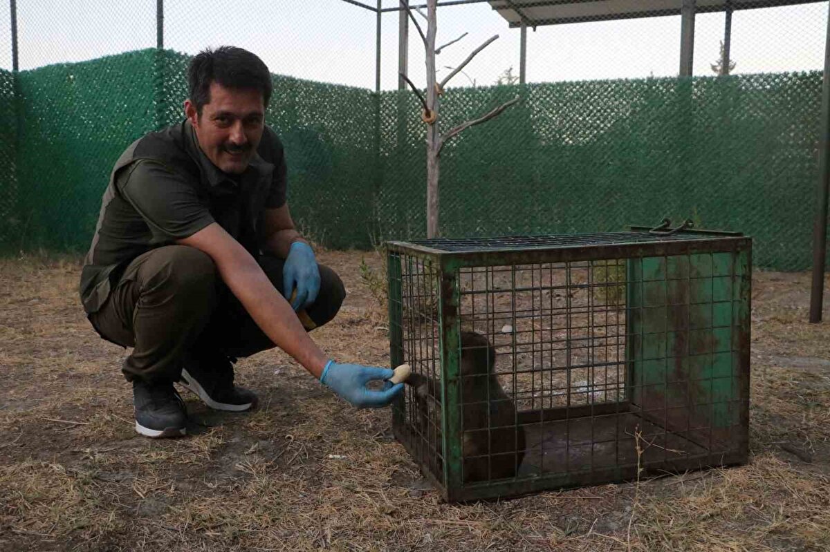 Geçtiğimiz günlerde maymunu tokatlayan şahsın o anları ailesi tarafından sosyal medyada paylaşıldı ve maymunun tokatlandığı anlar kısa sürede sosyal medyada tepkilere neden oldu. Görüntüler üzerine harekete geçen Doğa Koruma ve Milli Parklar İl Müdürlüğü ekipleri, maymunu şahıstan alarak koruma altına aldılar. 